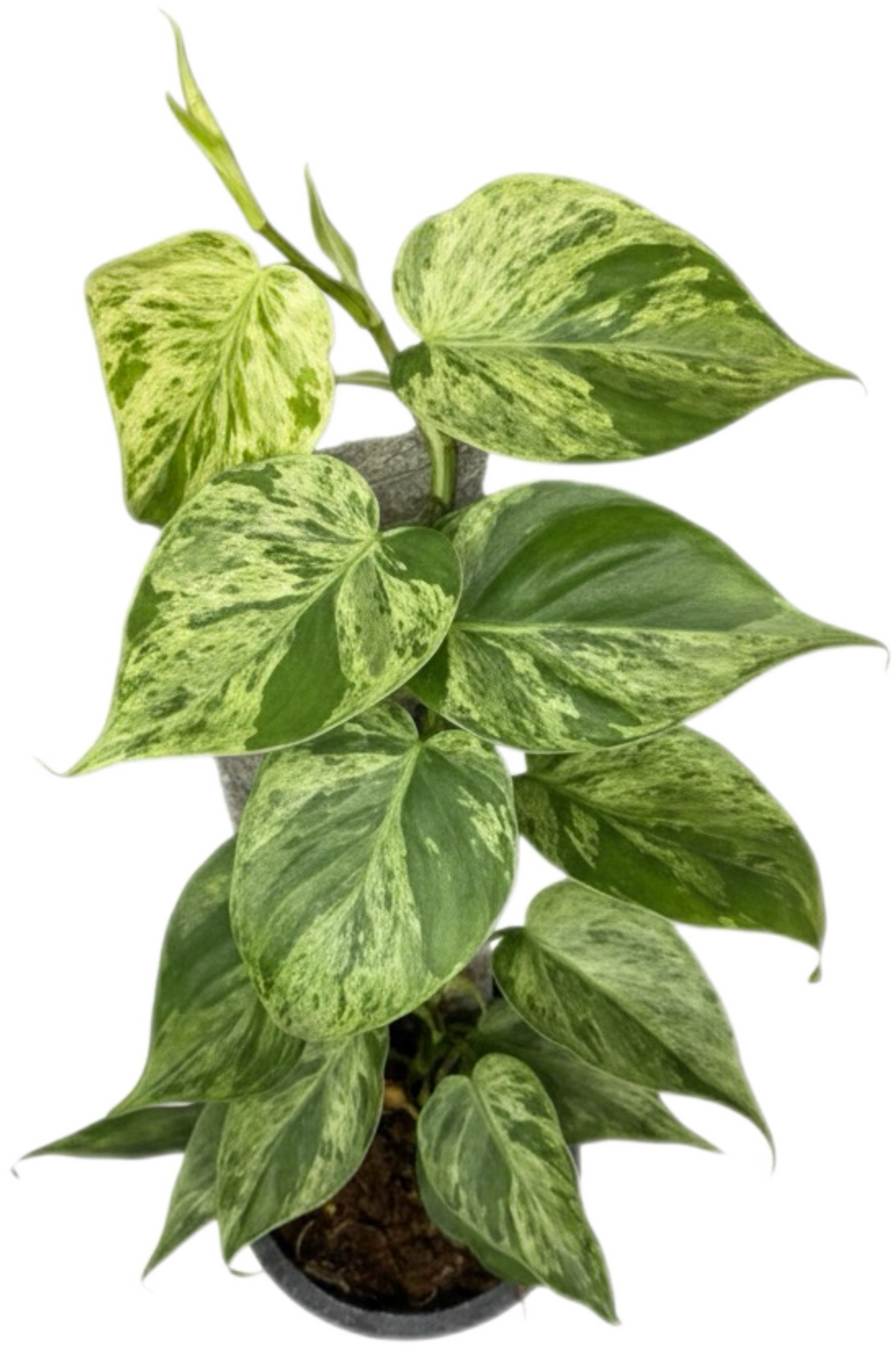 Philodendron Hederaceum “Heartleaf” Variegated Set of 10 plants