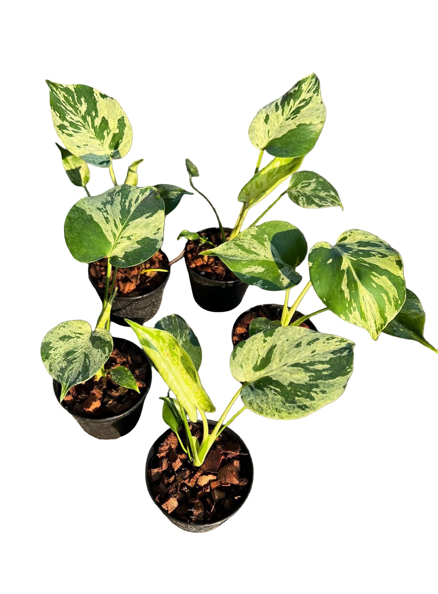 Monstera deliciosa ‘Bulbasaur’ Variegated – Set of 5 Plants
