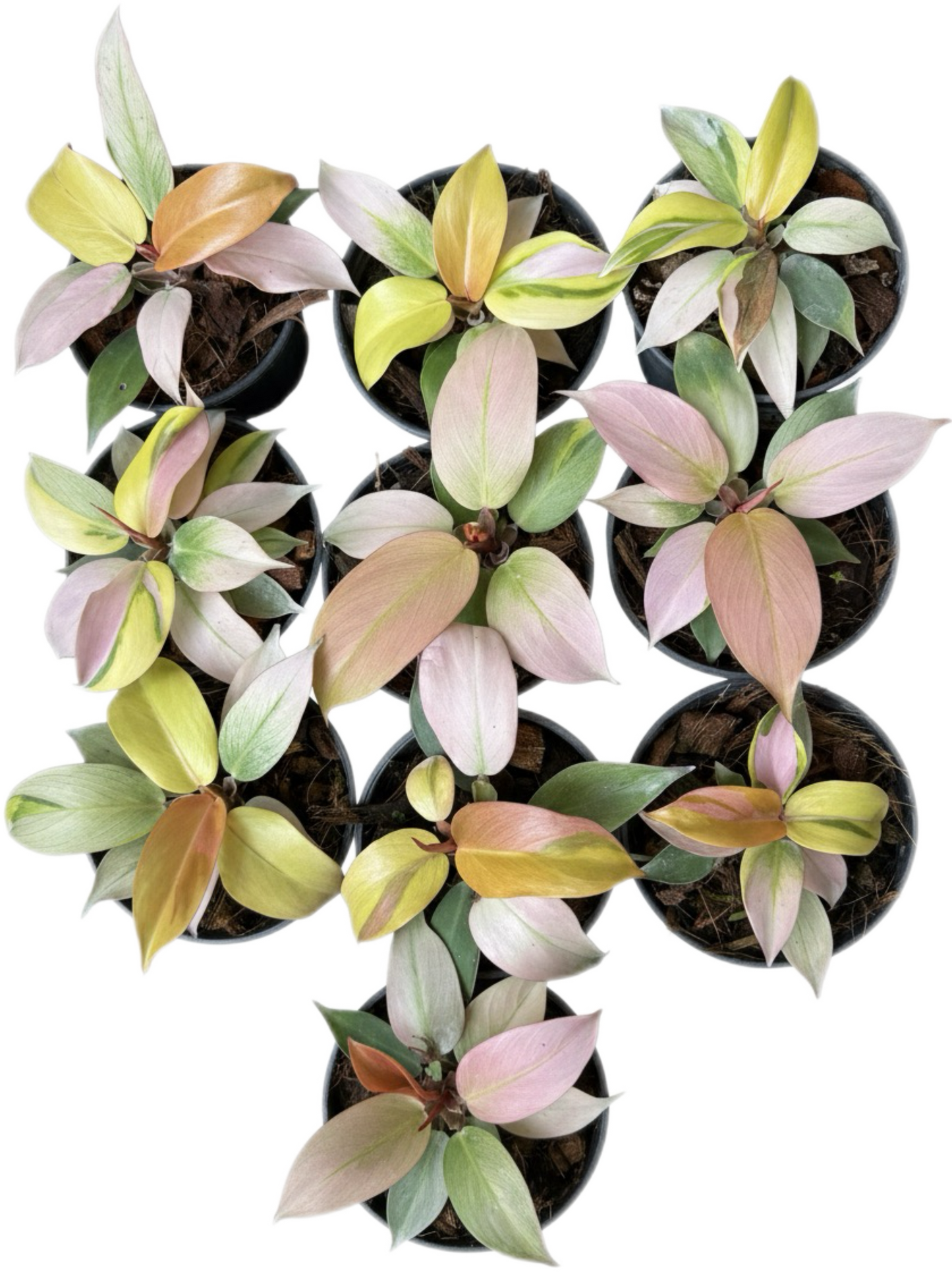 Philodendron Cherry Red Mint (Yellow Mutation)
