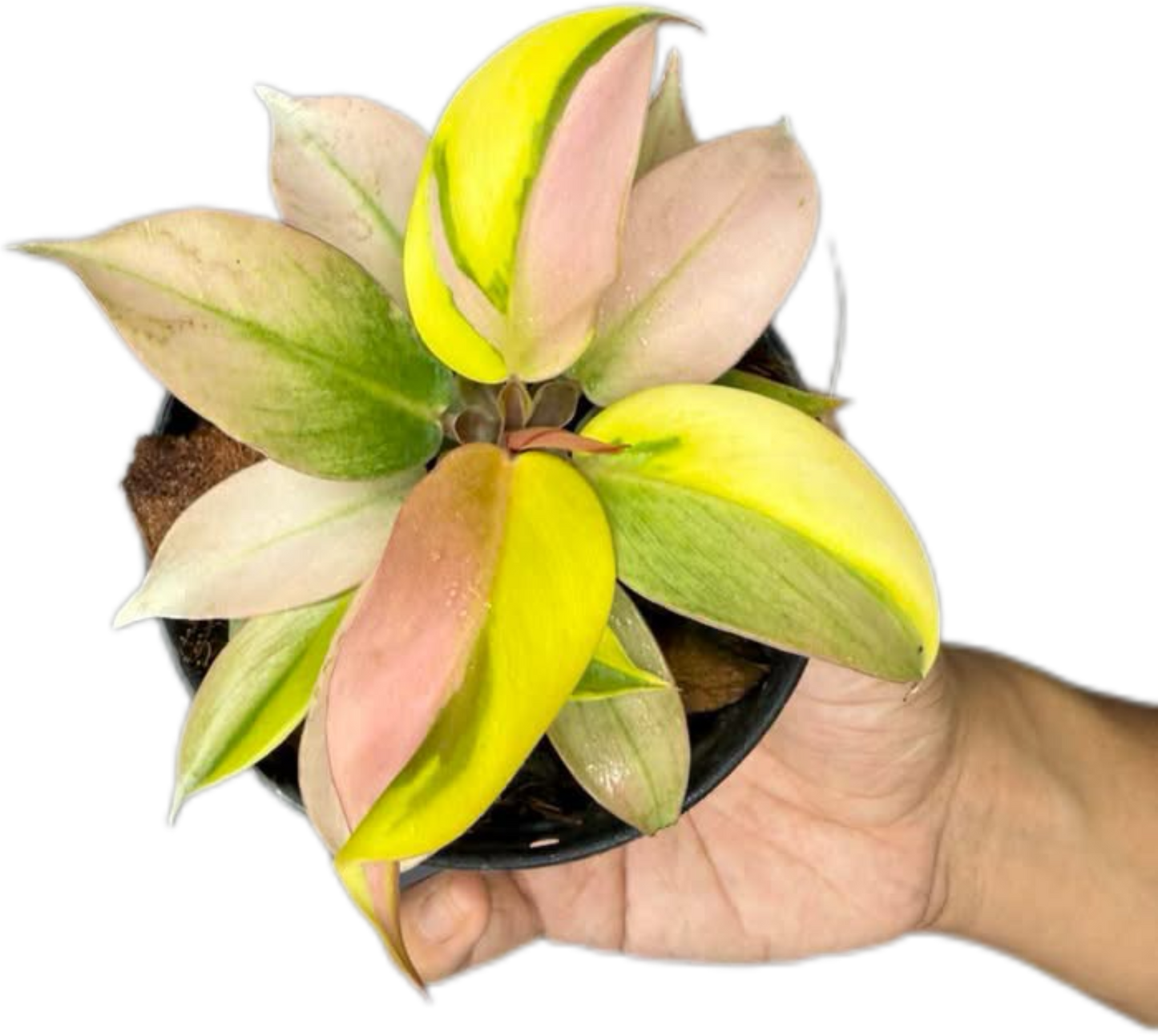 Philodendron Cherry Red Mint (Yellow Mutation)
