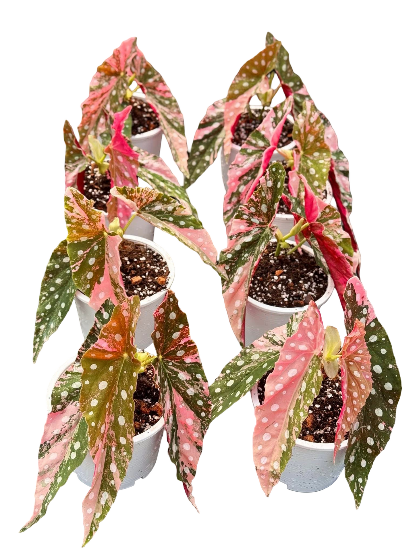 Begonia Maculata Pink Variegated