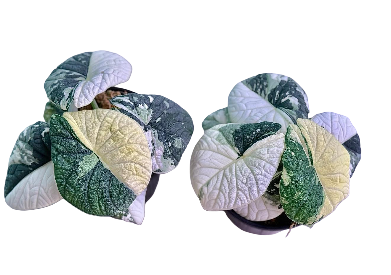 アロカシア メロ アルボ│Alocasia melo 'Albo' Var.④ Buy Alocasia Melo Albo Variegated | Thailand Export