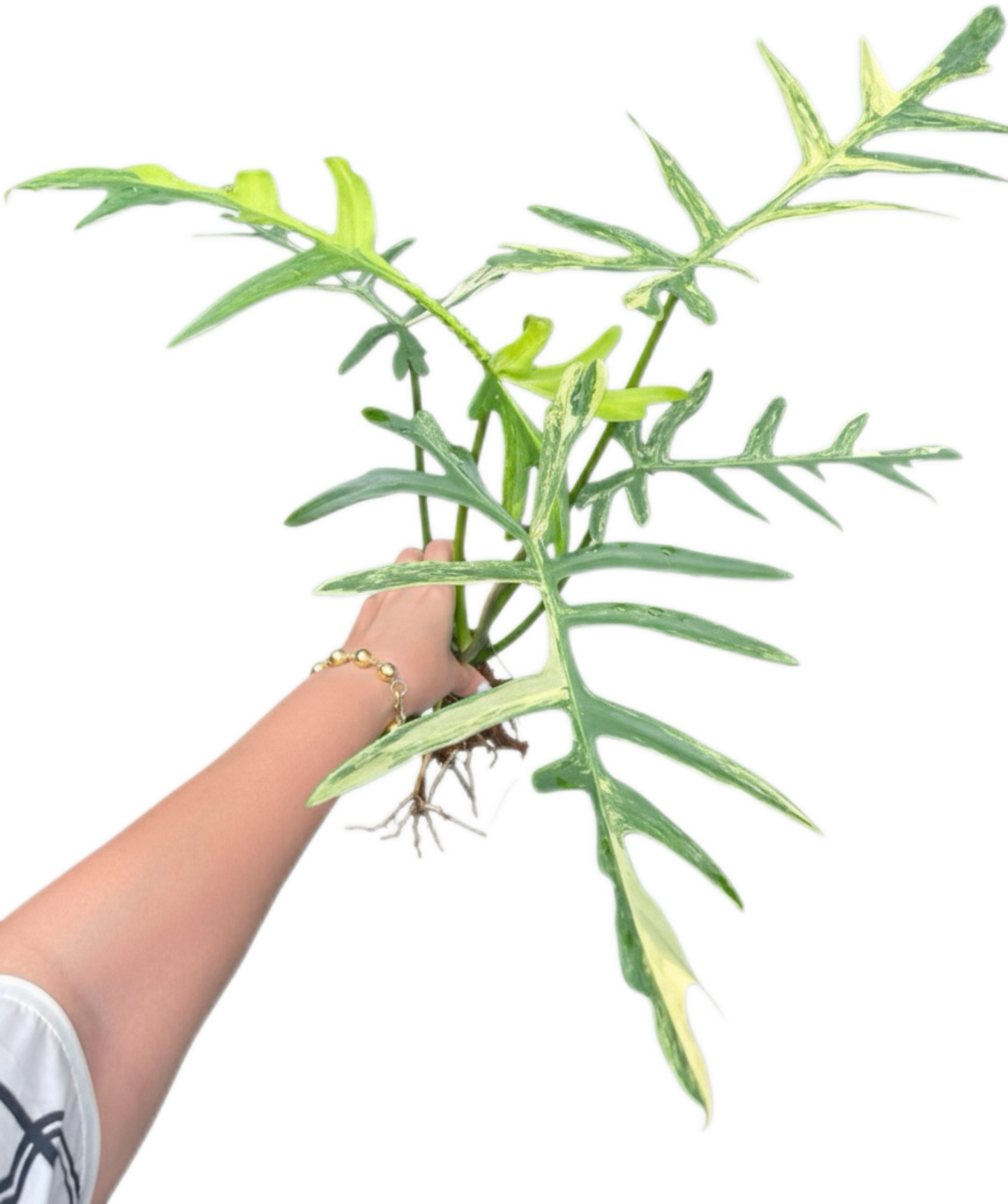 Philodendron “Octopus” (Florida Beauty x Mayoi) x Tortum Wide Form - Rare Collector’s Choice