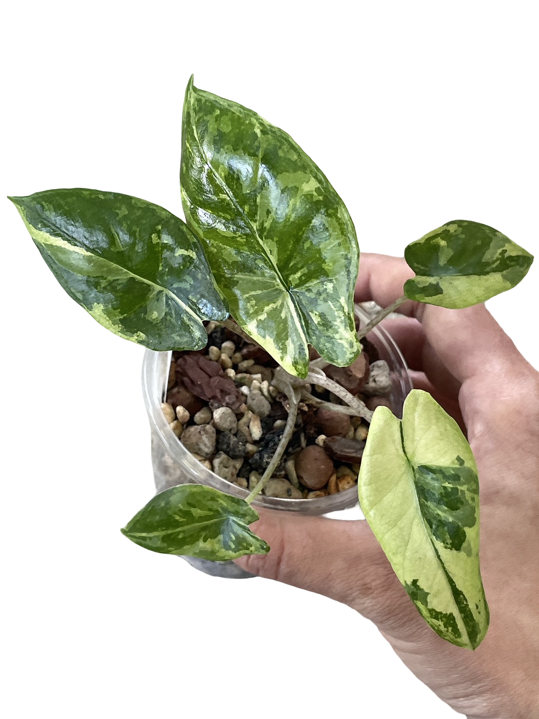 Alocasia Heterophylla ‘Corazon’ Aurea Variegated