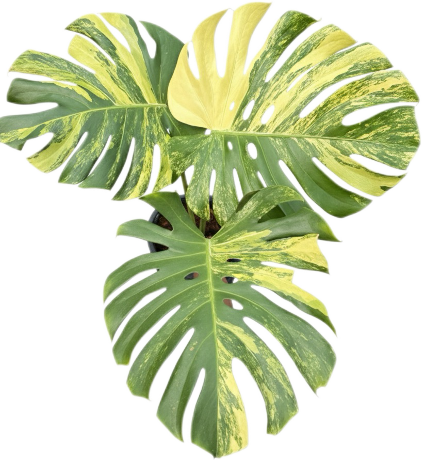 Monstera Deliciosa “Aurea” – Actual Plant