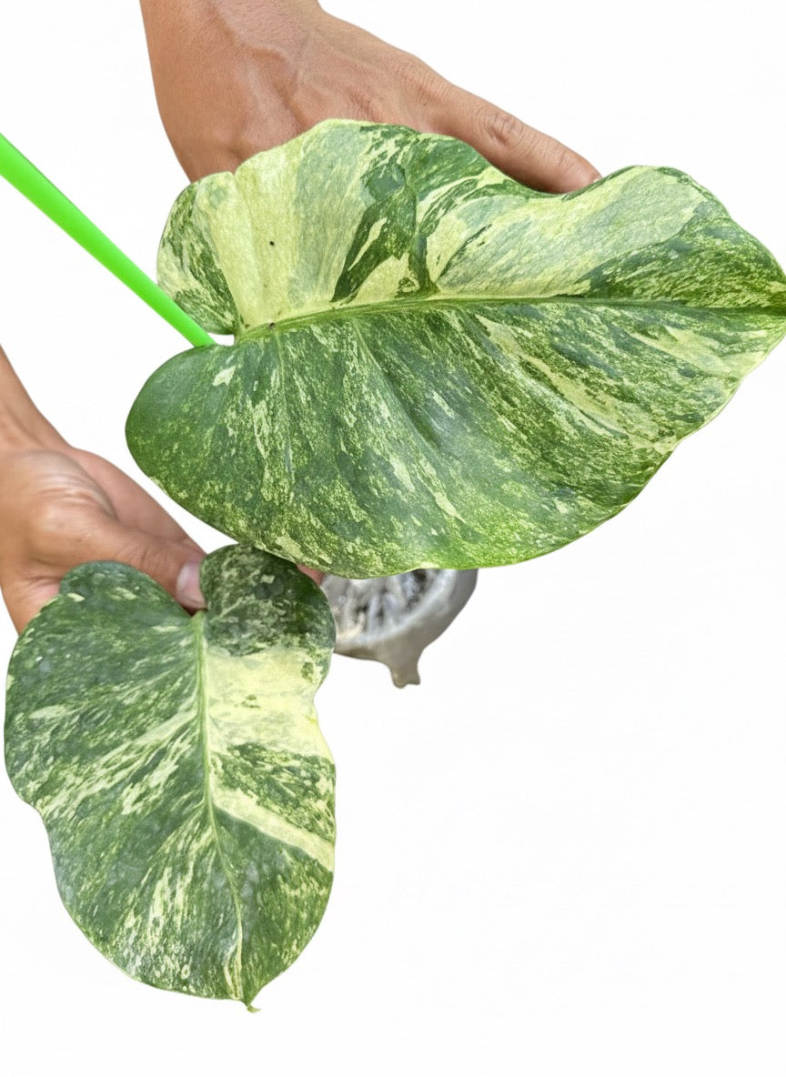 Monstera Deliciosa “Ocean Mint” – Actual Plant
