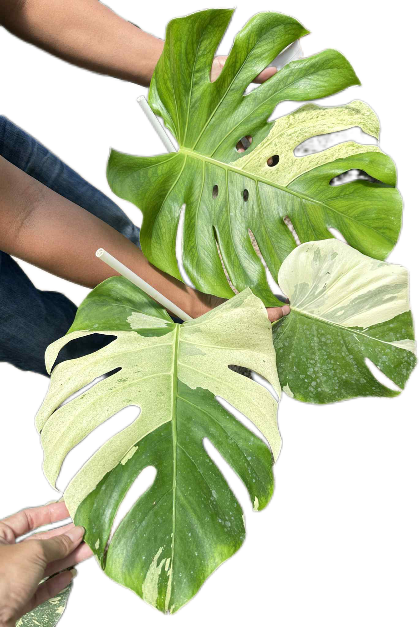 Monstera Deliciosa “Sphinx Mint” – Actual Plant