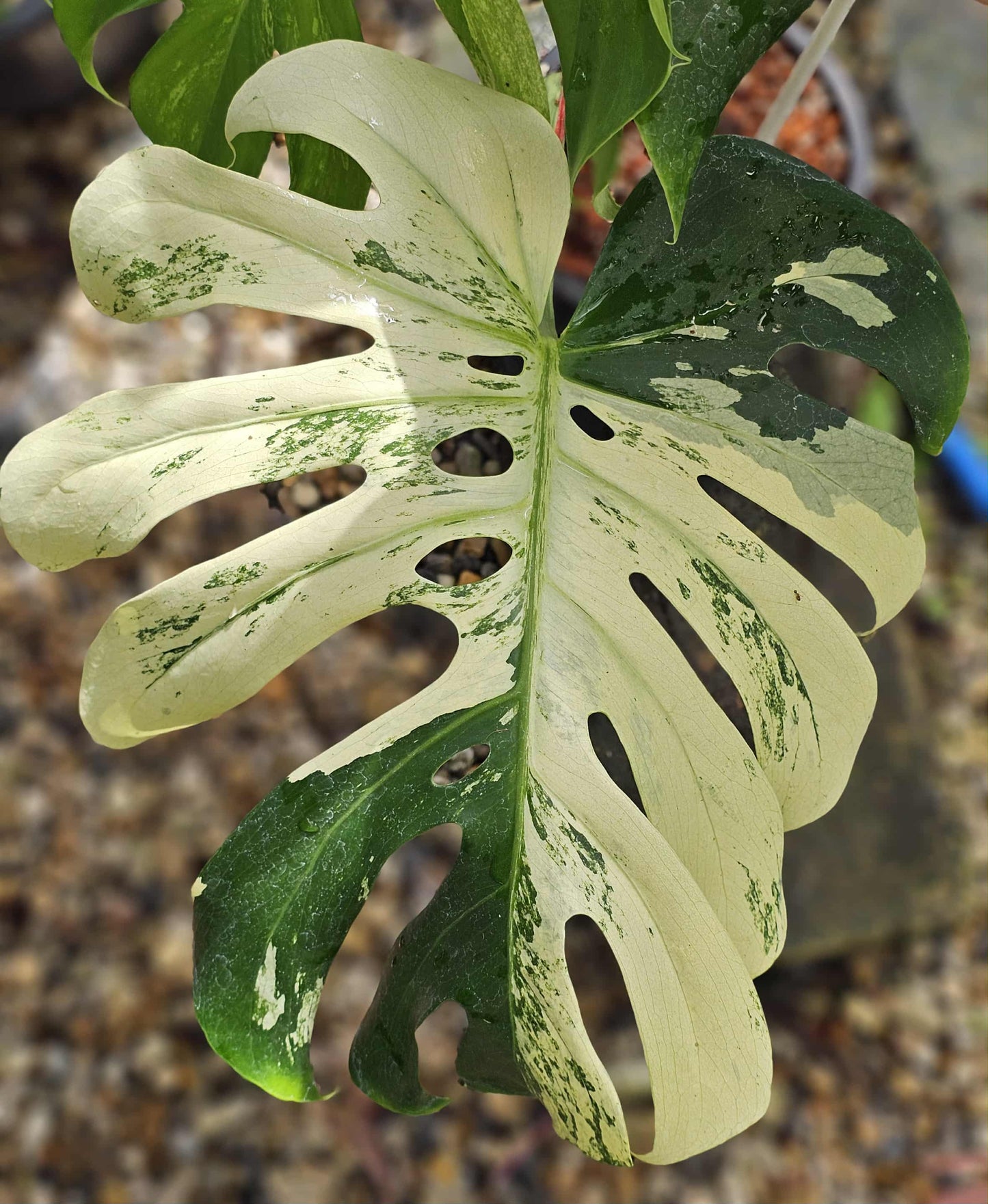 Monstera Deliciosa “White Tear” – Actual Plant (Rare Collector’s Edition)