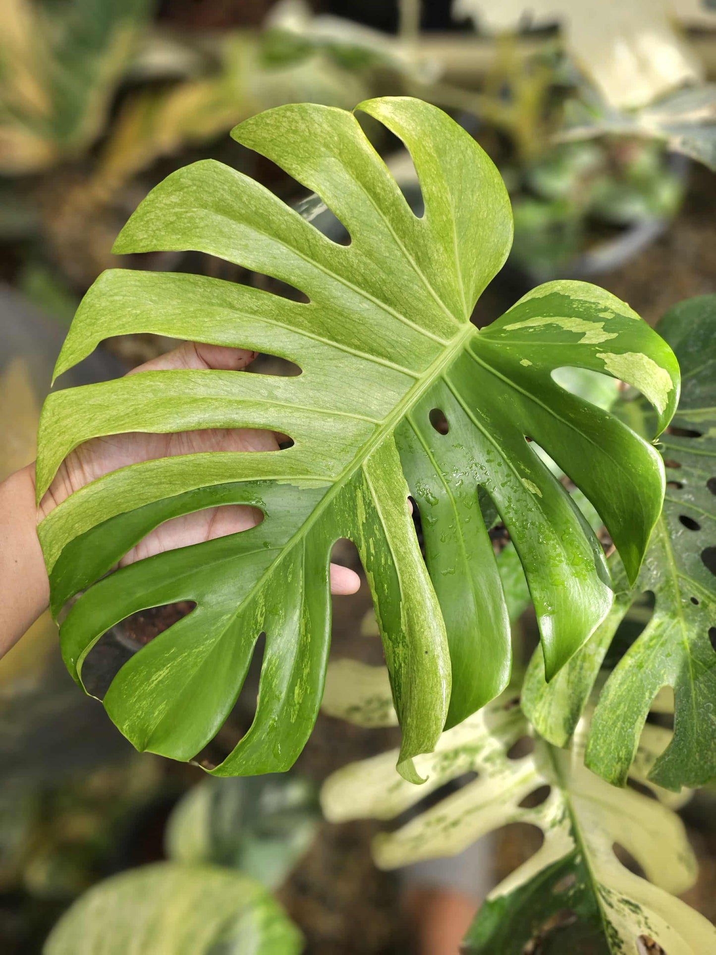 Monstera Deliciosa “White Tear” – Actual Plant (Rare Collector’s Edition)