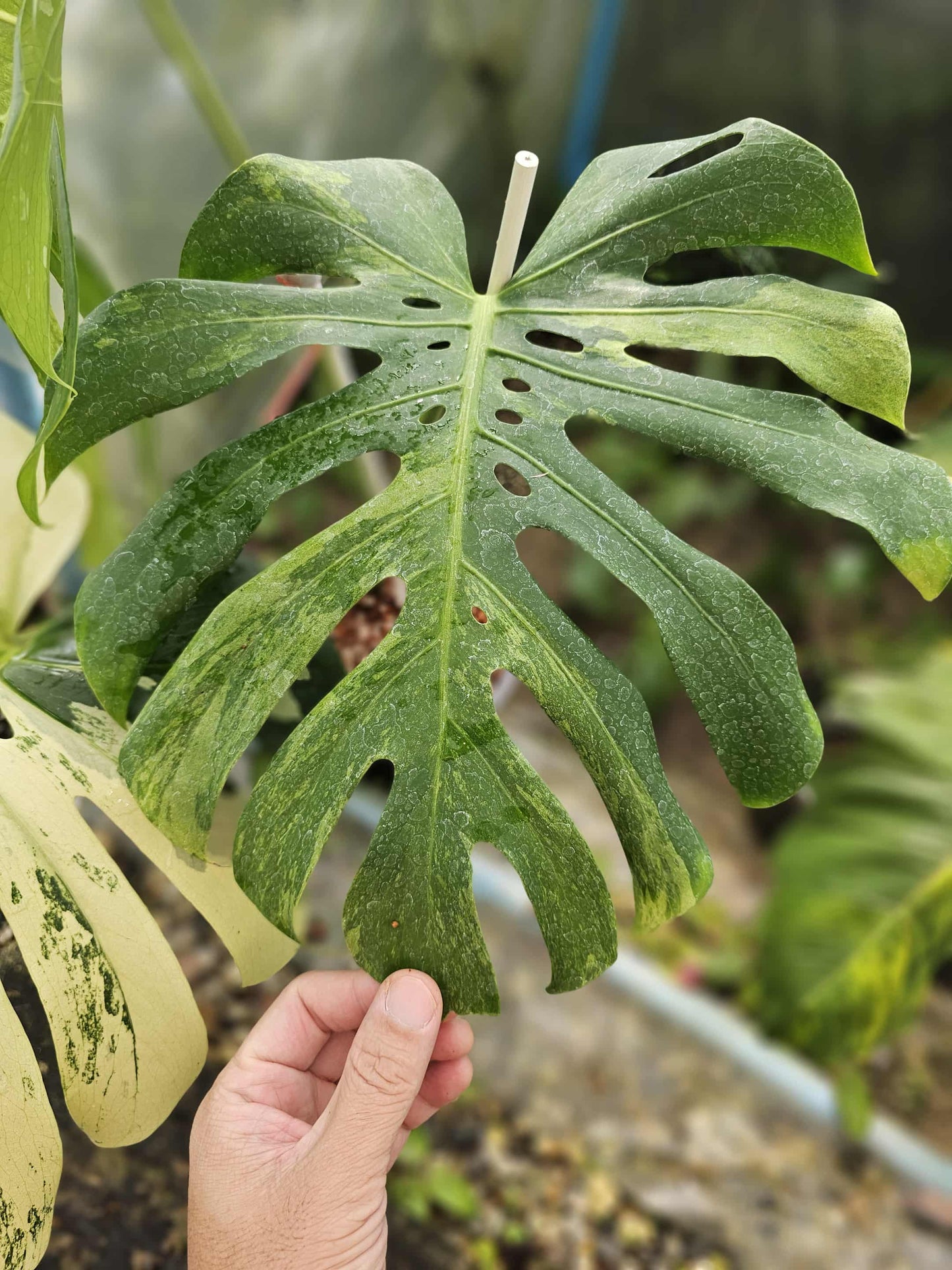 Monstera Deliciosa “White Tear” – Actual Plant (Rare Collector’s Edition)