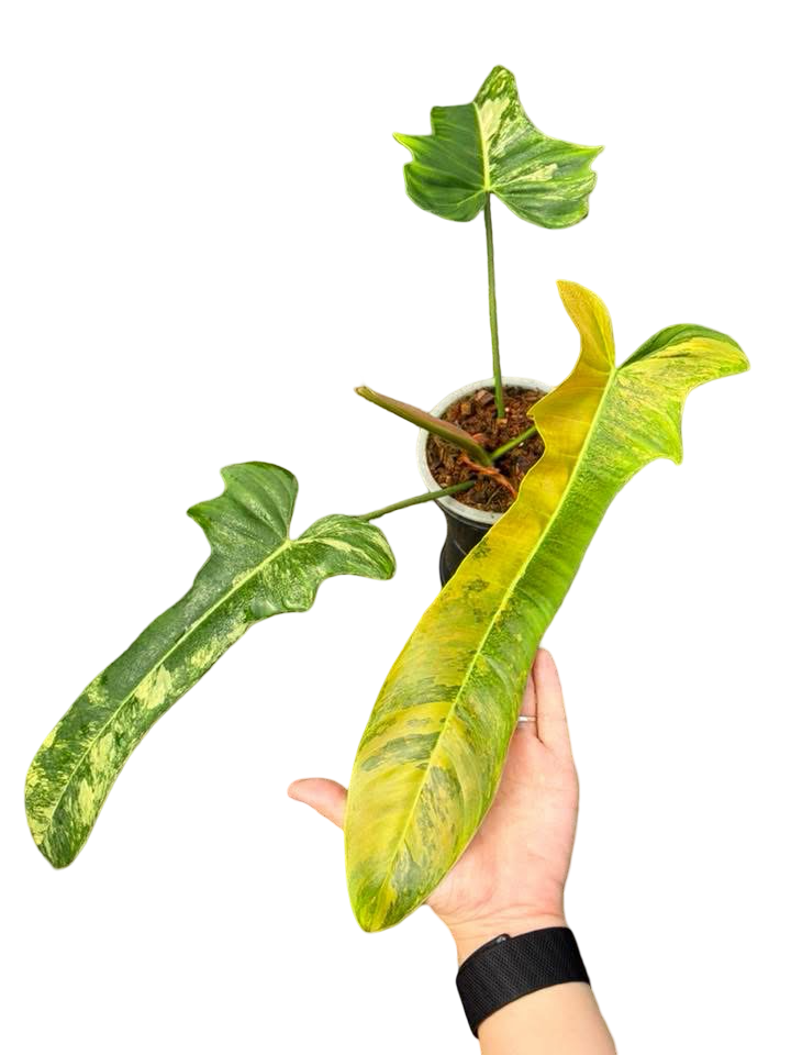 Philodendron Florida Beauty × Patriciae Variegated – Rare Hybrid Collector Grade