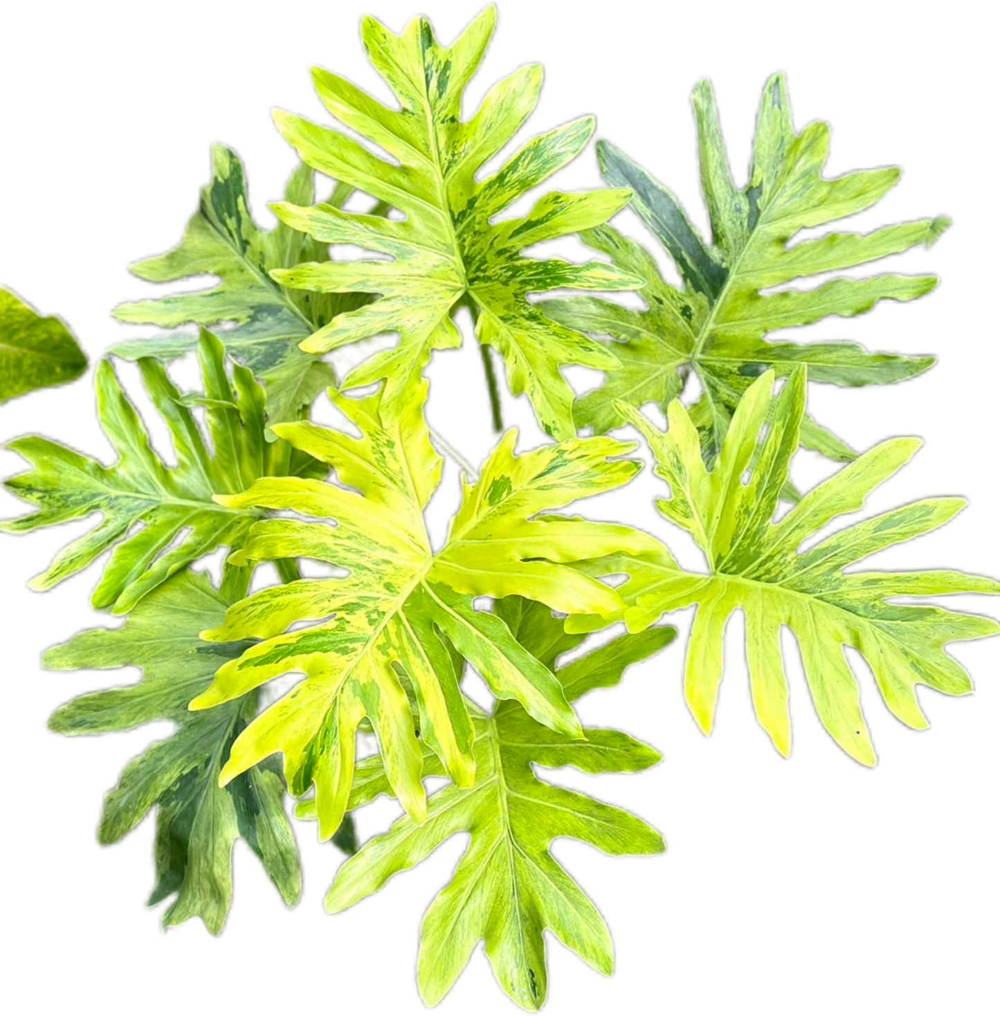 Philodendron Selloum Aurea Variegated – Actual Plant