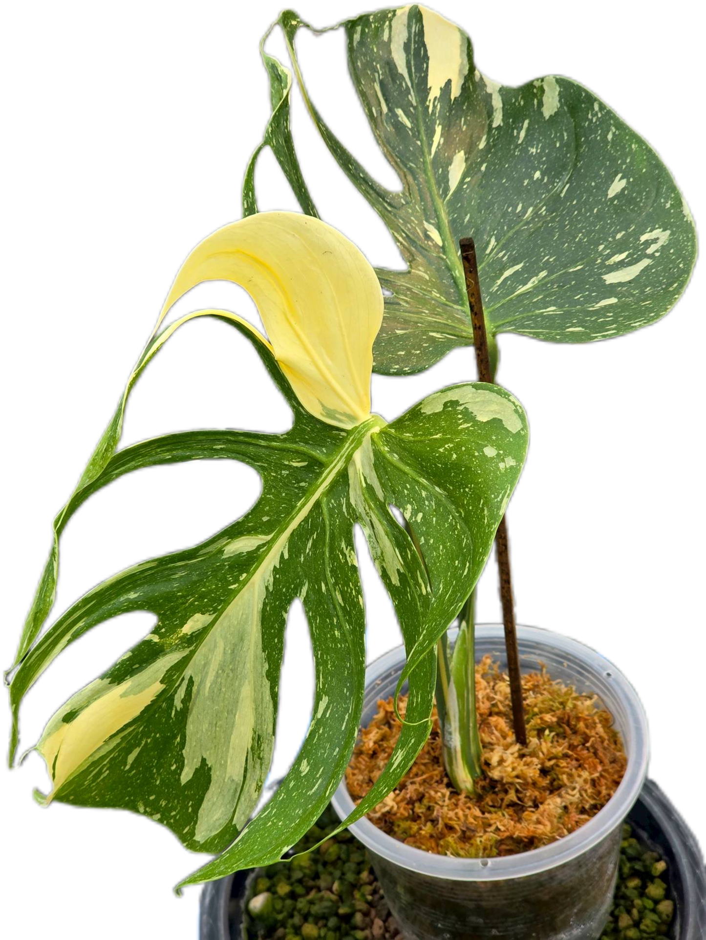 Rare Monstera Deliciosa “Medusa” Actual Plant