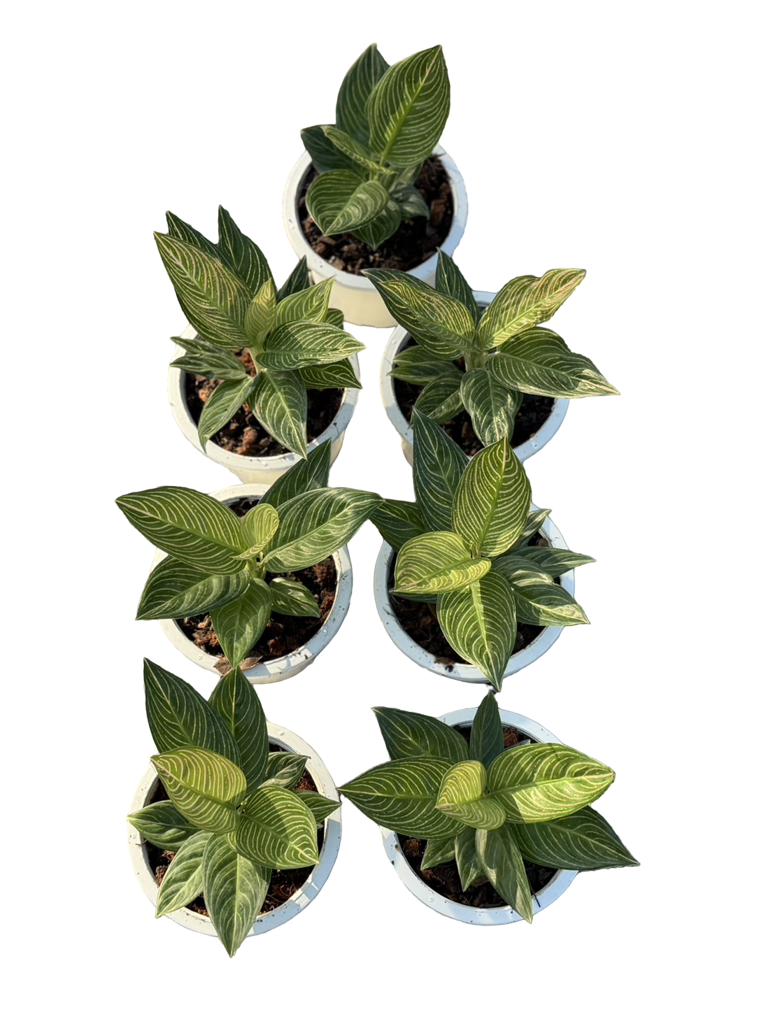 Aglaonema “Golden Hope” — Set of 3 Plants
