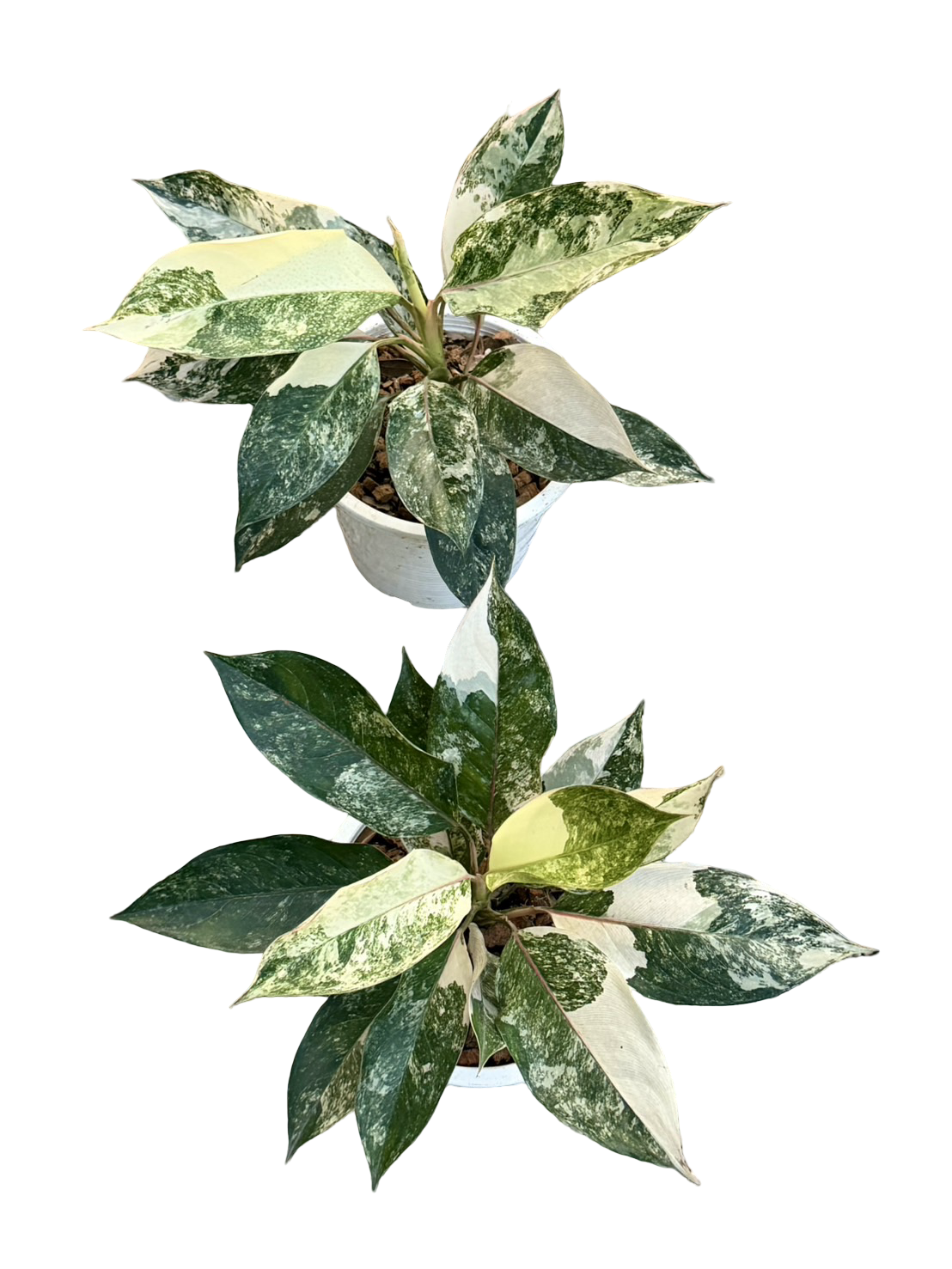 Aglaonema Siam Jade Albo Indonesia — Set of 3 Plants