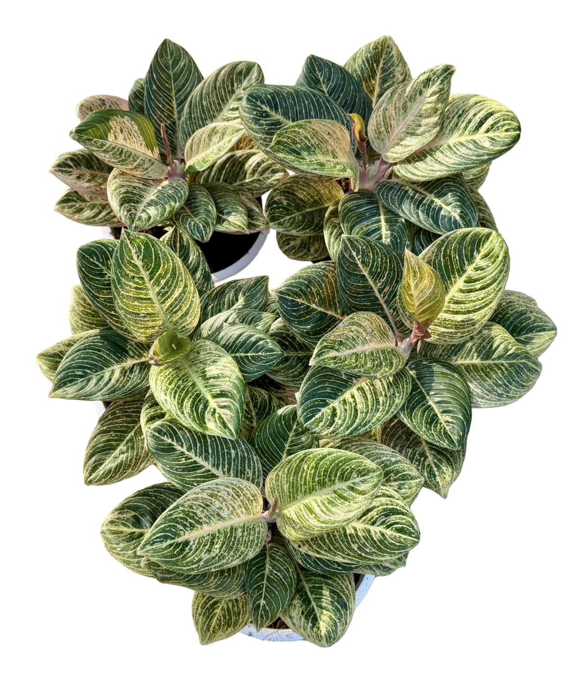 Aglaonema ‘White Arsri’ Giant Form — Indonesia
