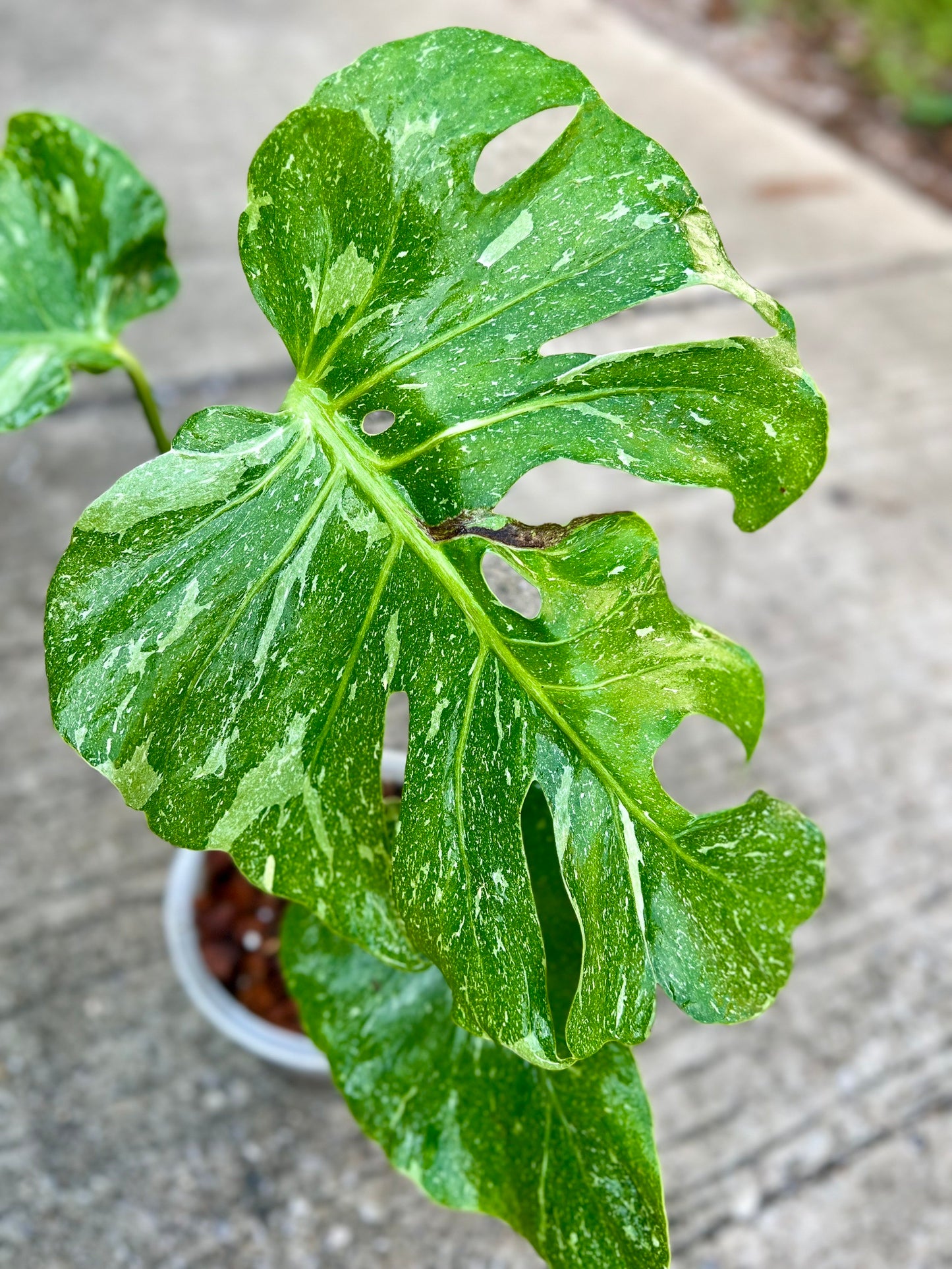 Monstera Deliciosa “Blue Stone” – Actual Plant (Rare Collector’s Edition)