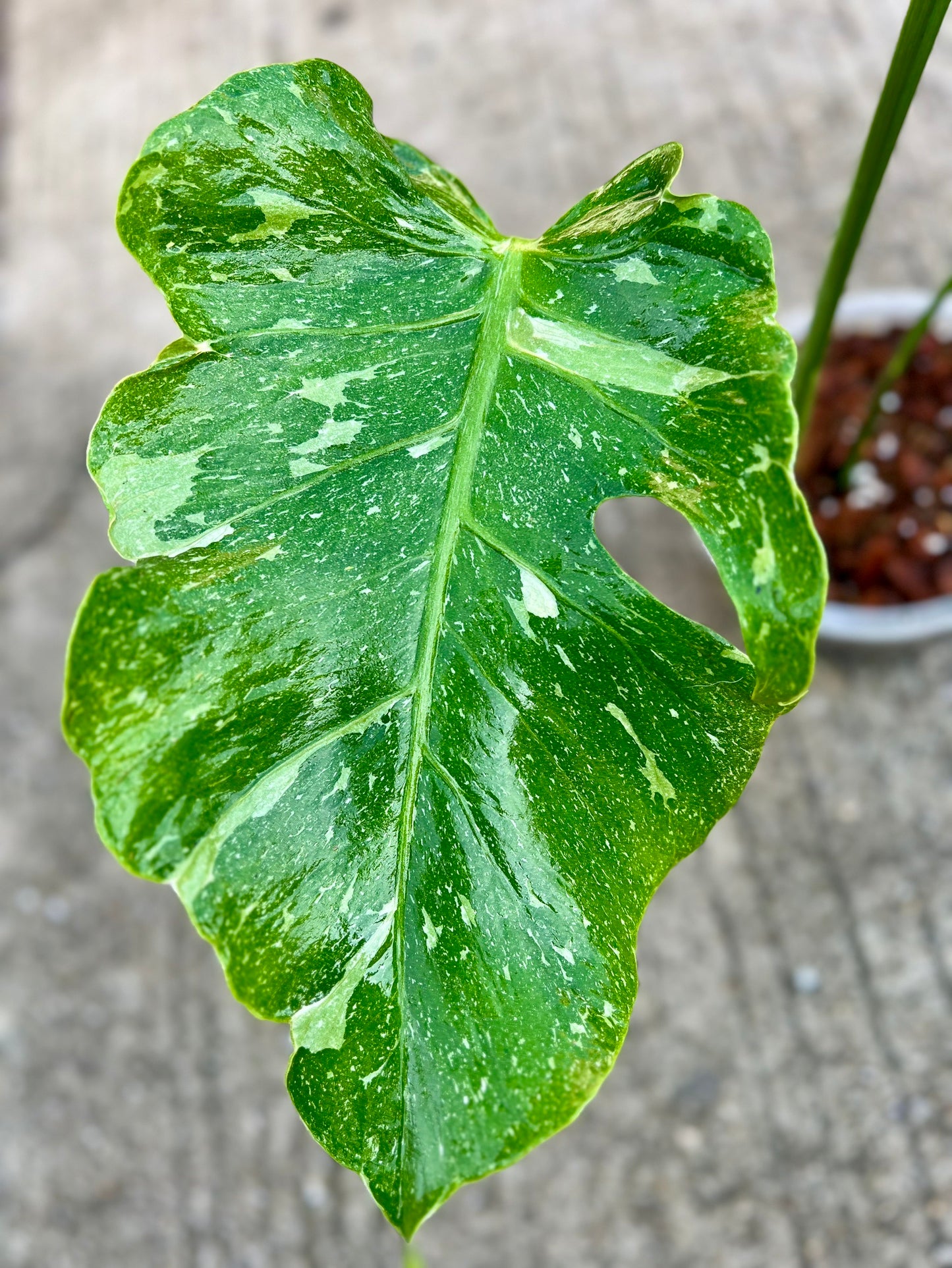 Monstera Deliciosa “Blue Stone” – Actual Plant (Rare Collector’s Edition)