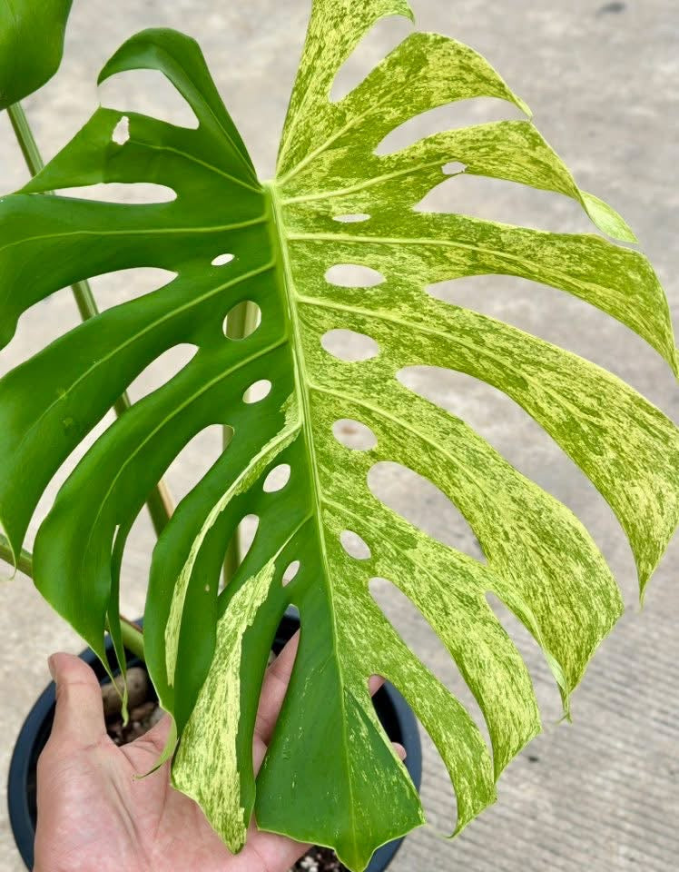 Monstera Deliciosa “White Tear” – Actual Plant (Rare Collector’s Edition)