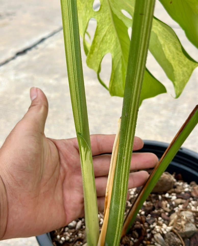 Monstera Deliciosa “White Tear” – Actual Plant (Rare Collector’s Edition)