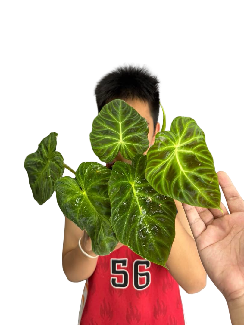 Philodendron Verrucosum – Set of 5 Plants (Wholesale)