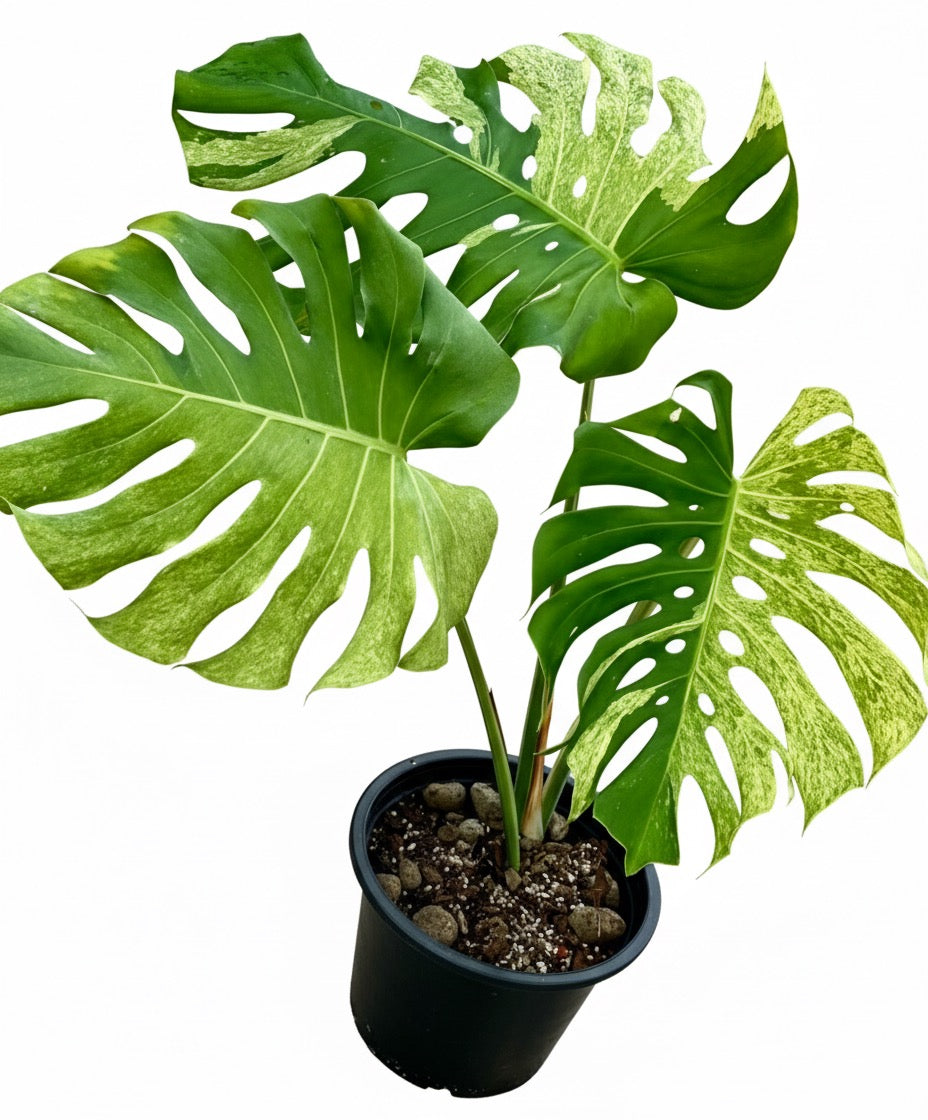Monstera Deliciosa “White Tear” – Actual Plant (Rare Collector’s Edition)