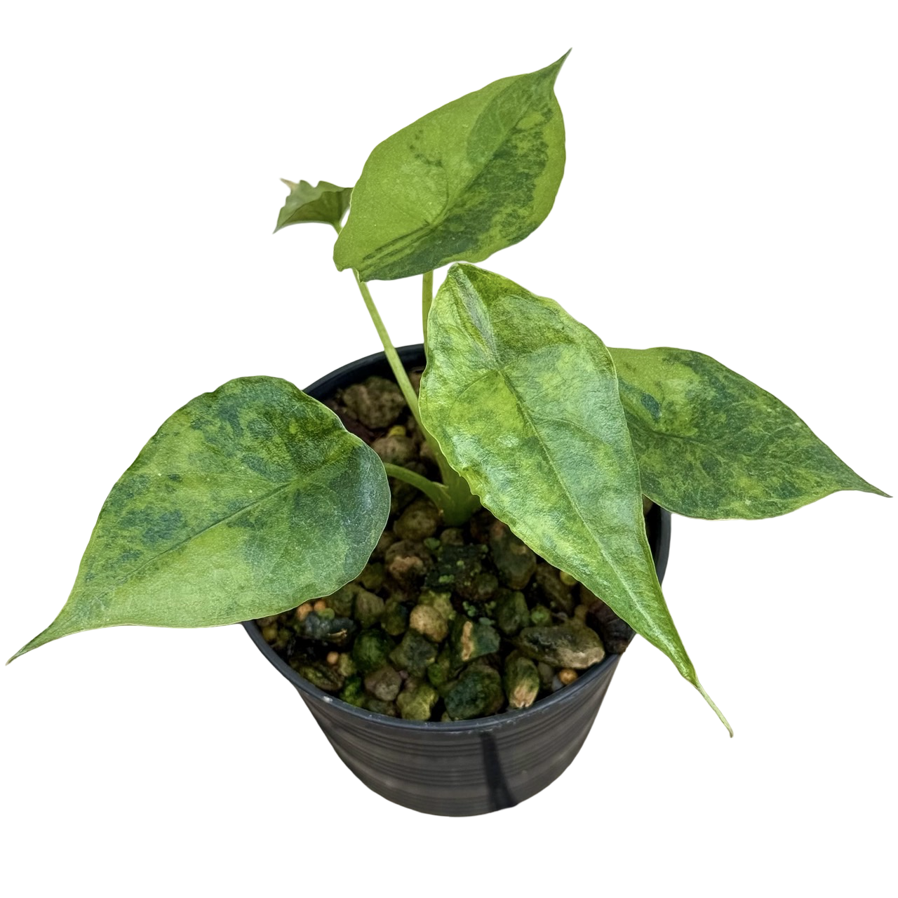 Buy Alocasia “Low Rider” Albo Variegated … | Thailand Export