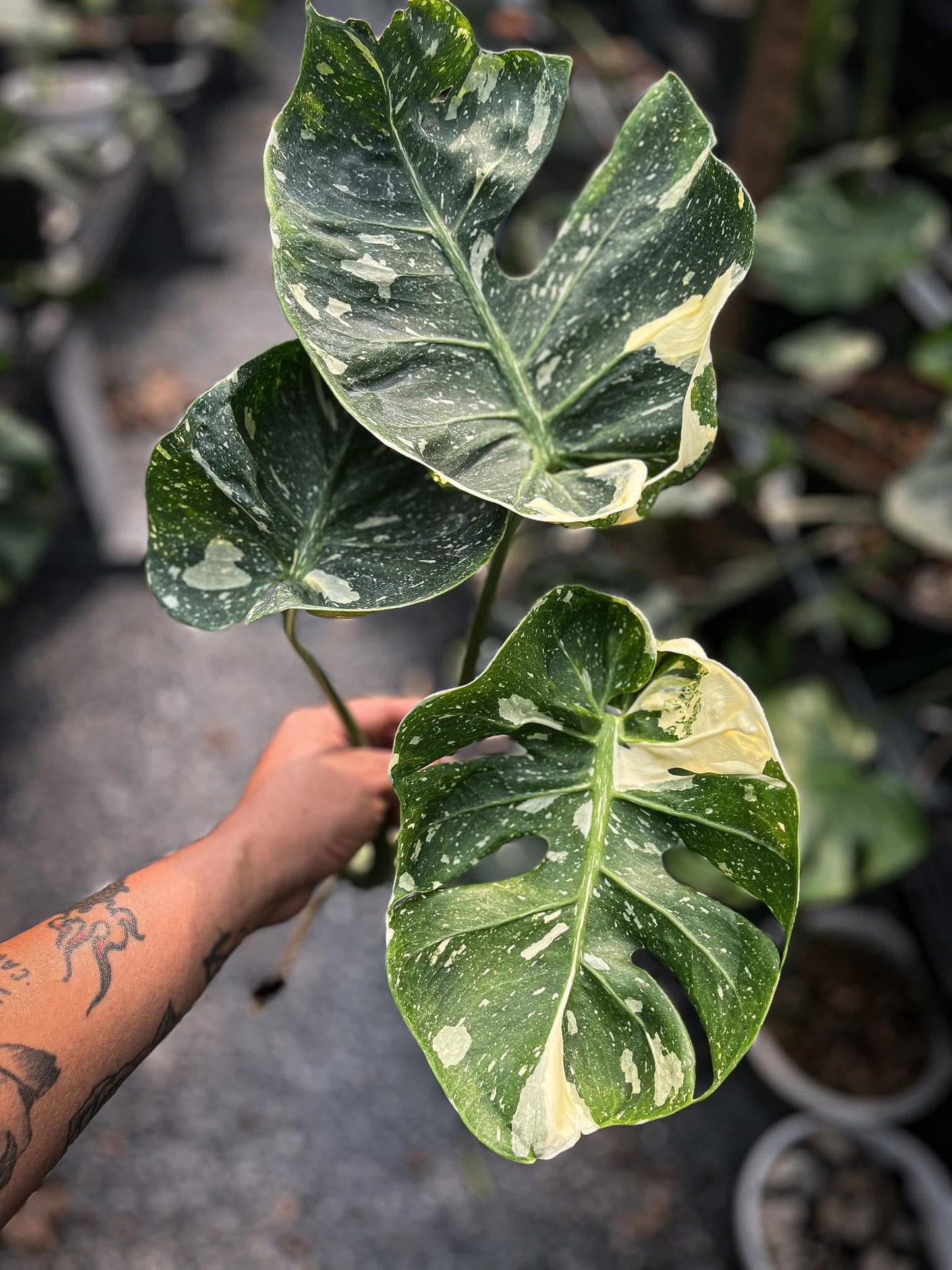 Monstera Deliciosa “Scorpion ” – Actual Plant (Rare Collector’s Edition)