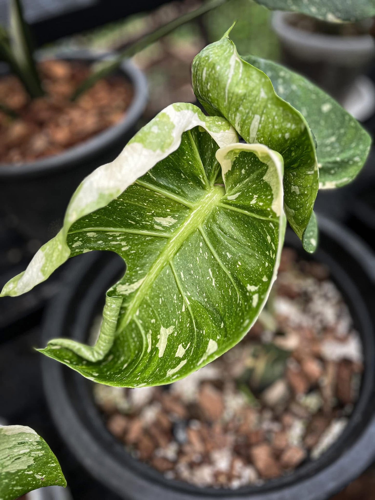 Monstera Deliciosa “Scorpion ” – Actual Plant (Rare Collector’s Edition)