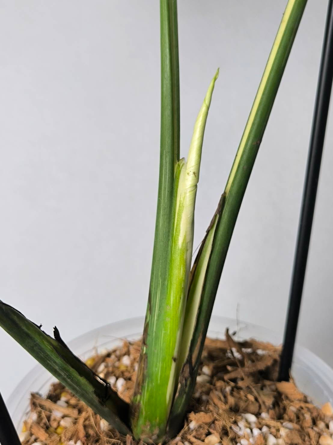 Monstera Deliciosa No ID – Actual Plant (Rare Variegated Form)
