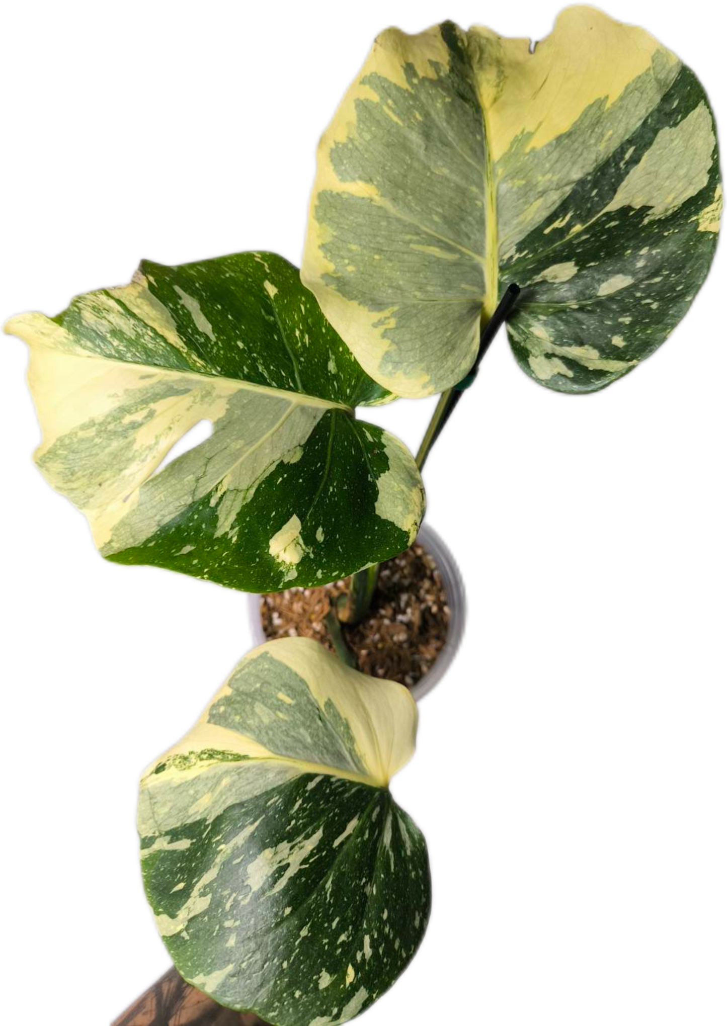 Monstera Deliciosa No ID – Actual Plant (Rare Variegated Form)