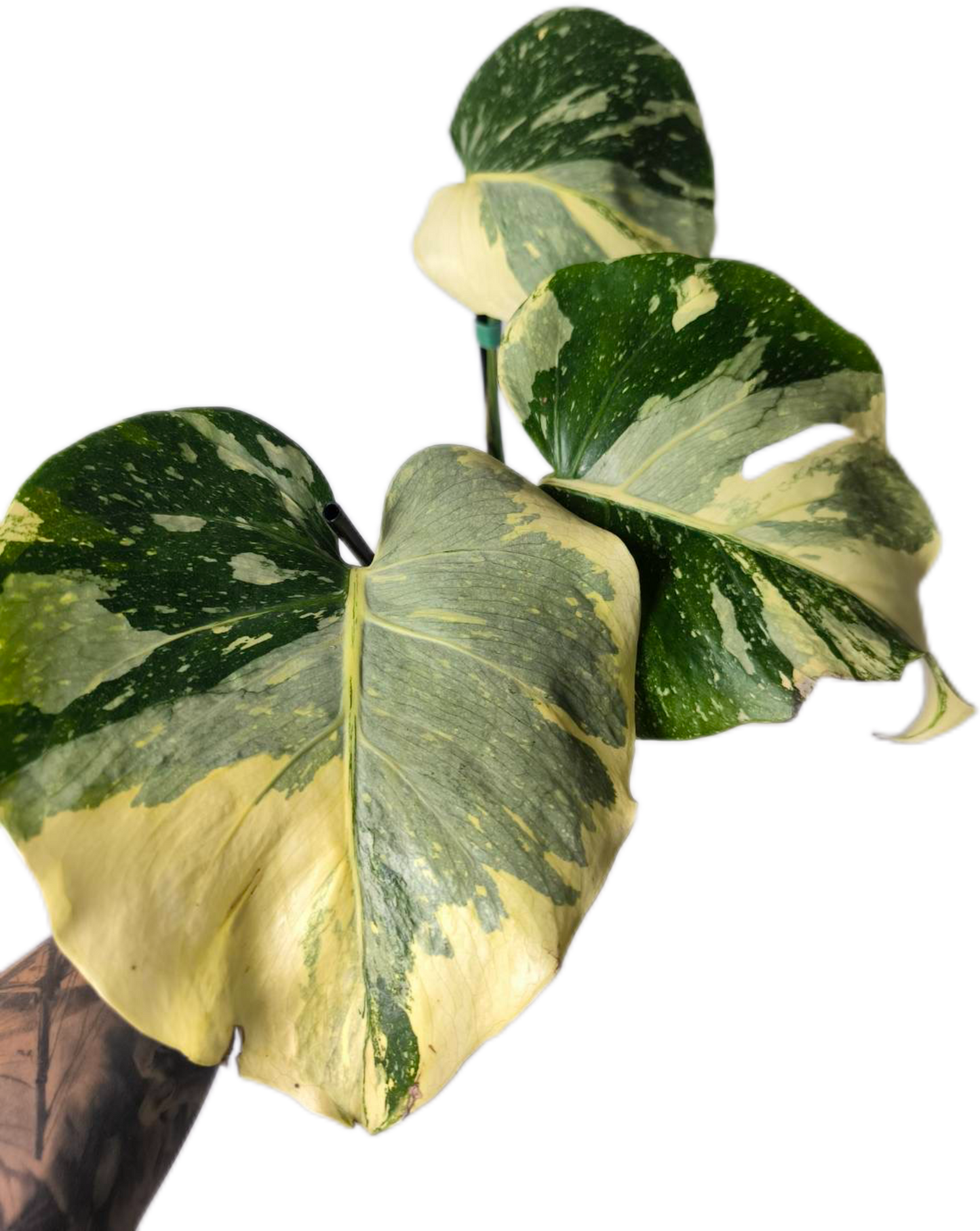 Monstera Deliciosa No ID – Actual Plant (Rare Variegated Form)