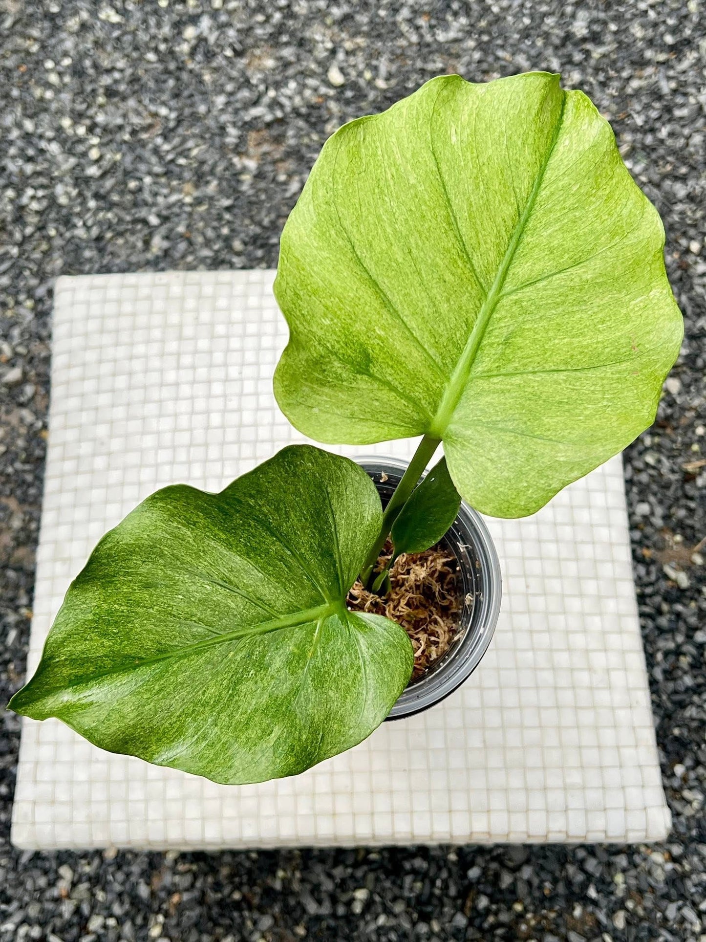 Monstera Deliciosa Jade Goblin “Octopus” – Actual Plant (Rare)