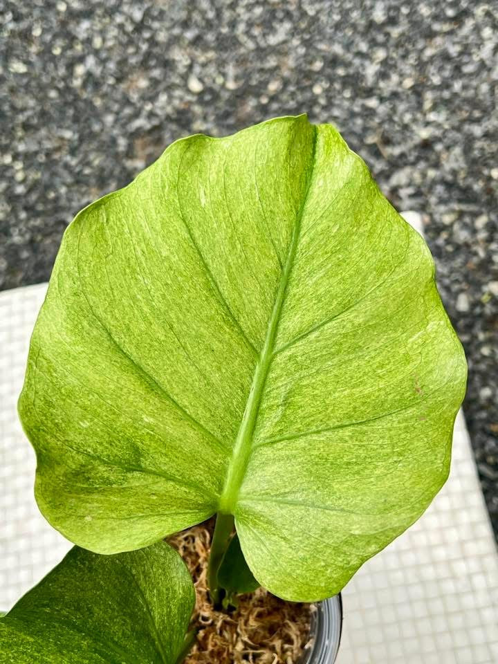Monstera Deliciosa Jade Goblin “Octopus” – Actual Plant (Rare)