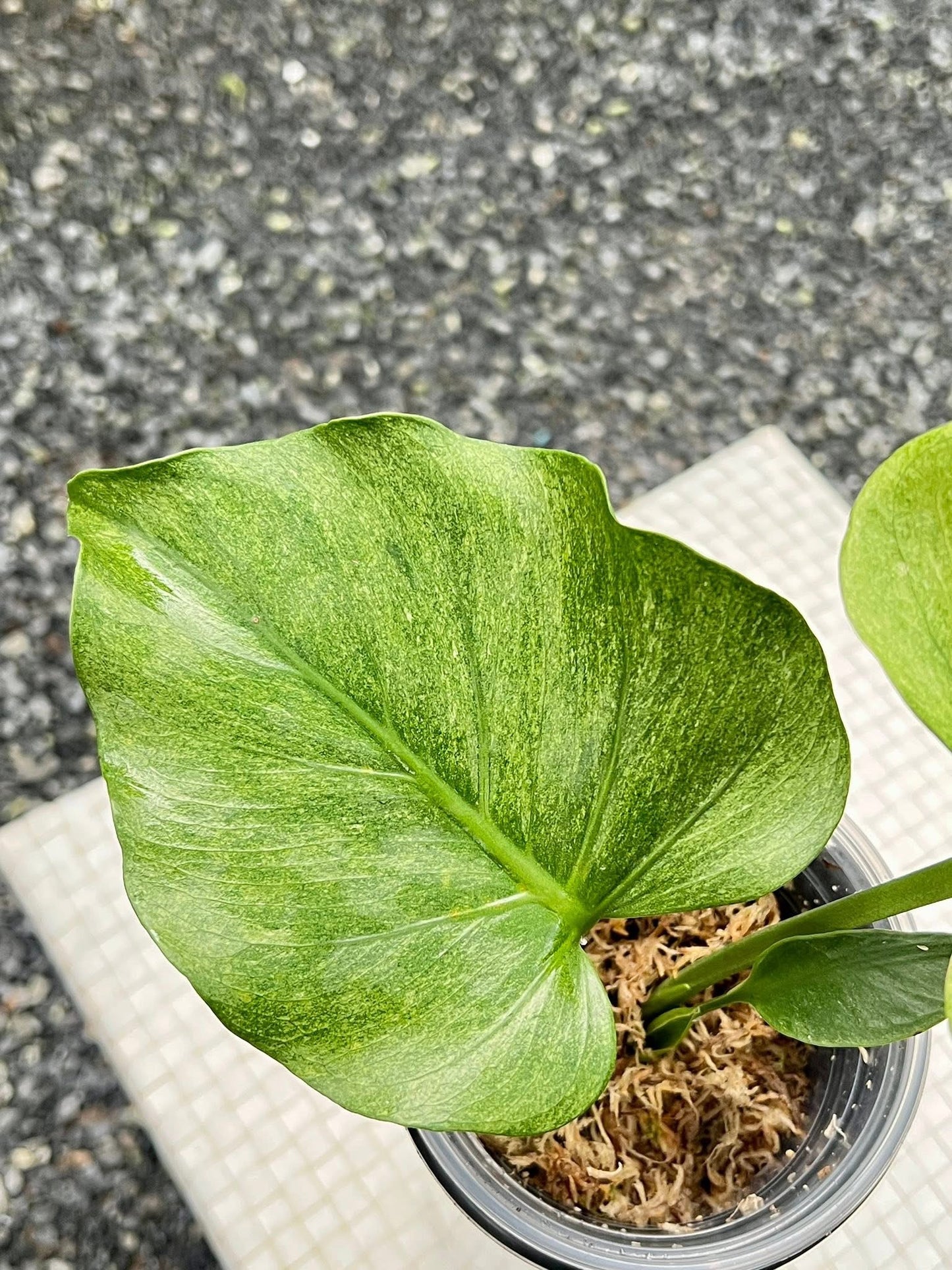 Monstera Deliciosa Jade Goblin “Octopus” – Actual Plant (Rare)