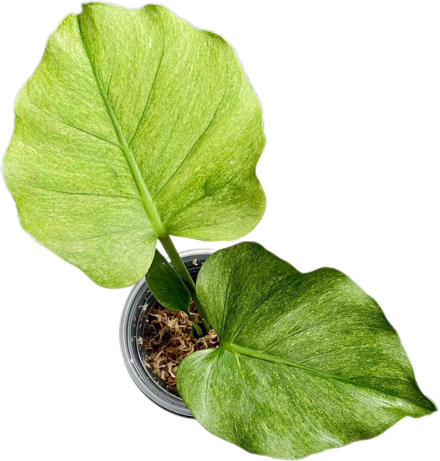 Monstera Deliciosa Jade Goblin “Octopus” – Actual Plant (Rare)