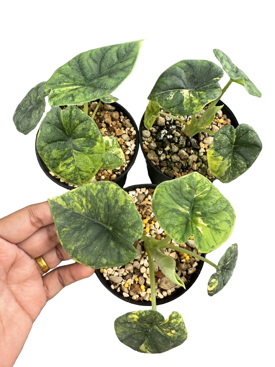 Buy Alocasia Melo Aurea Variegated