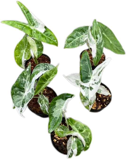 Alocasia “Pink Dragon” Albo Variegated Set of 5 Plants