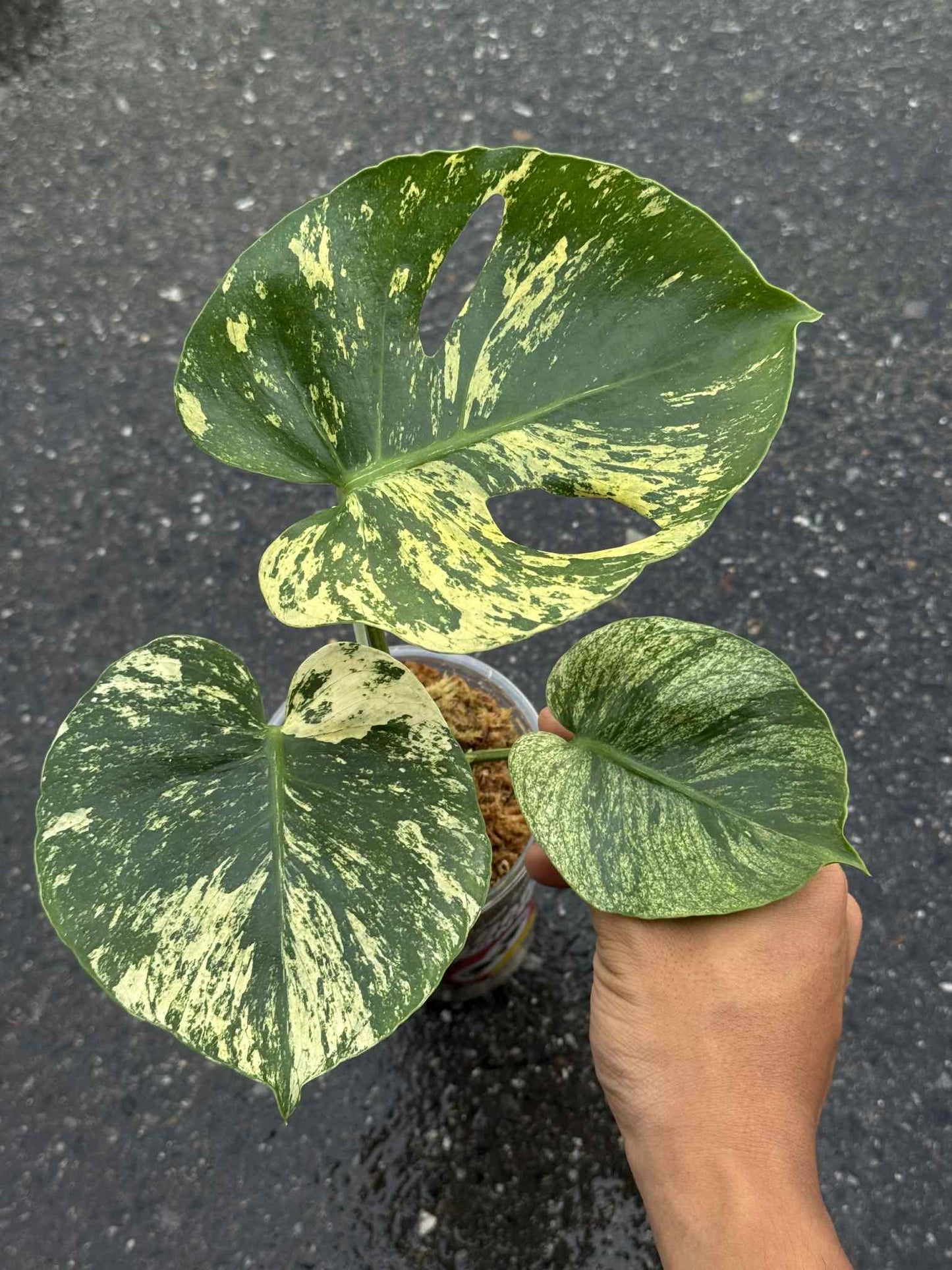 Monstera Deliciosa “Mint Siam” Variegated – Actual Plant (Rare Collector’s Edition)