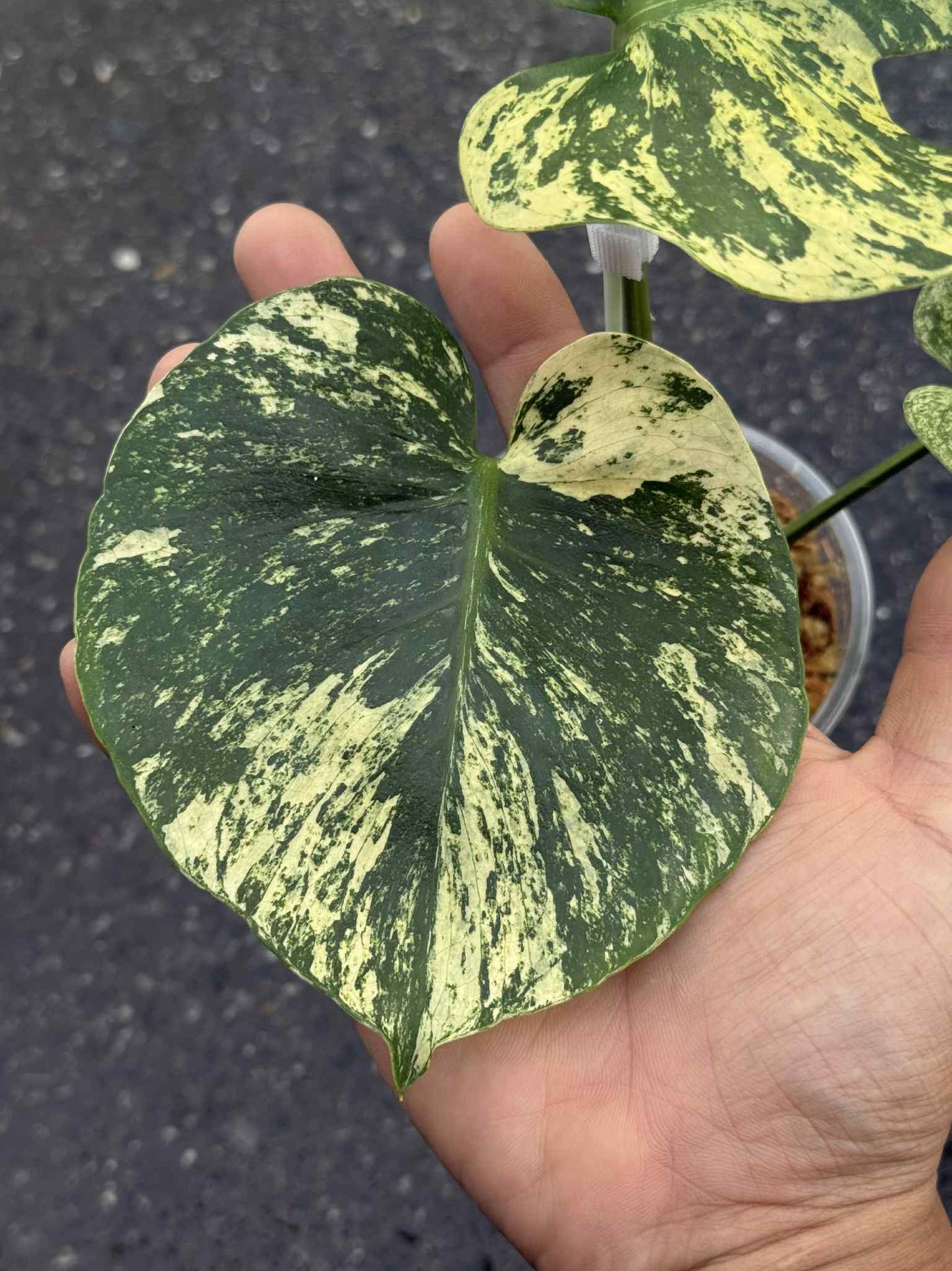 Monstera Deliciosa “Mint Siam” Variegated – Actual Plant (Rare Collector’s Edition)