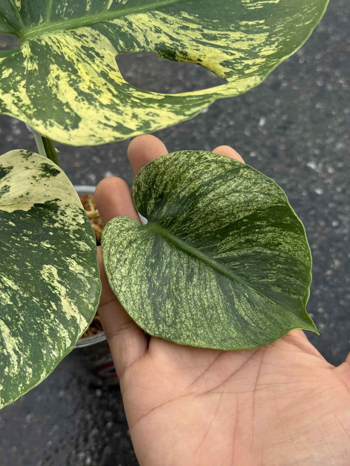 Monstera Deliciosa “Mint Siam” Variegated – Actual Plant (Rare Collector’s Edition)