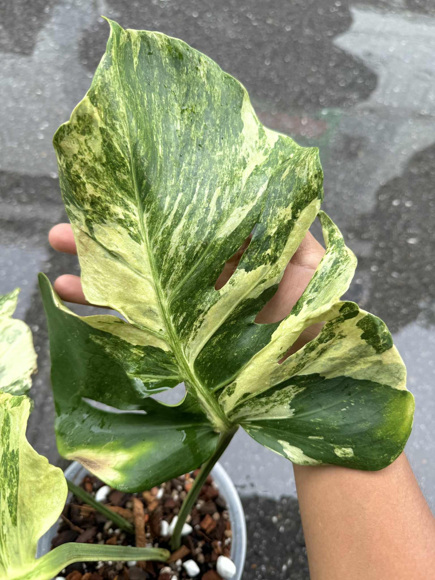 Monstera Deliciosa “Ocean Mint” Variegated – Actual Plant (Rare Collector’s Edition)