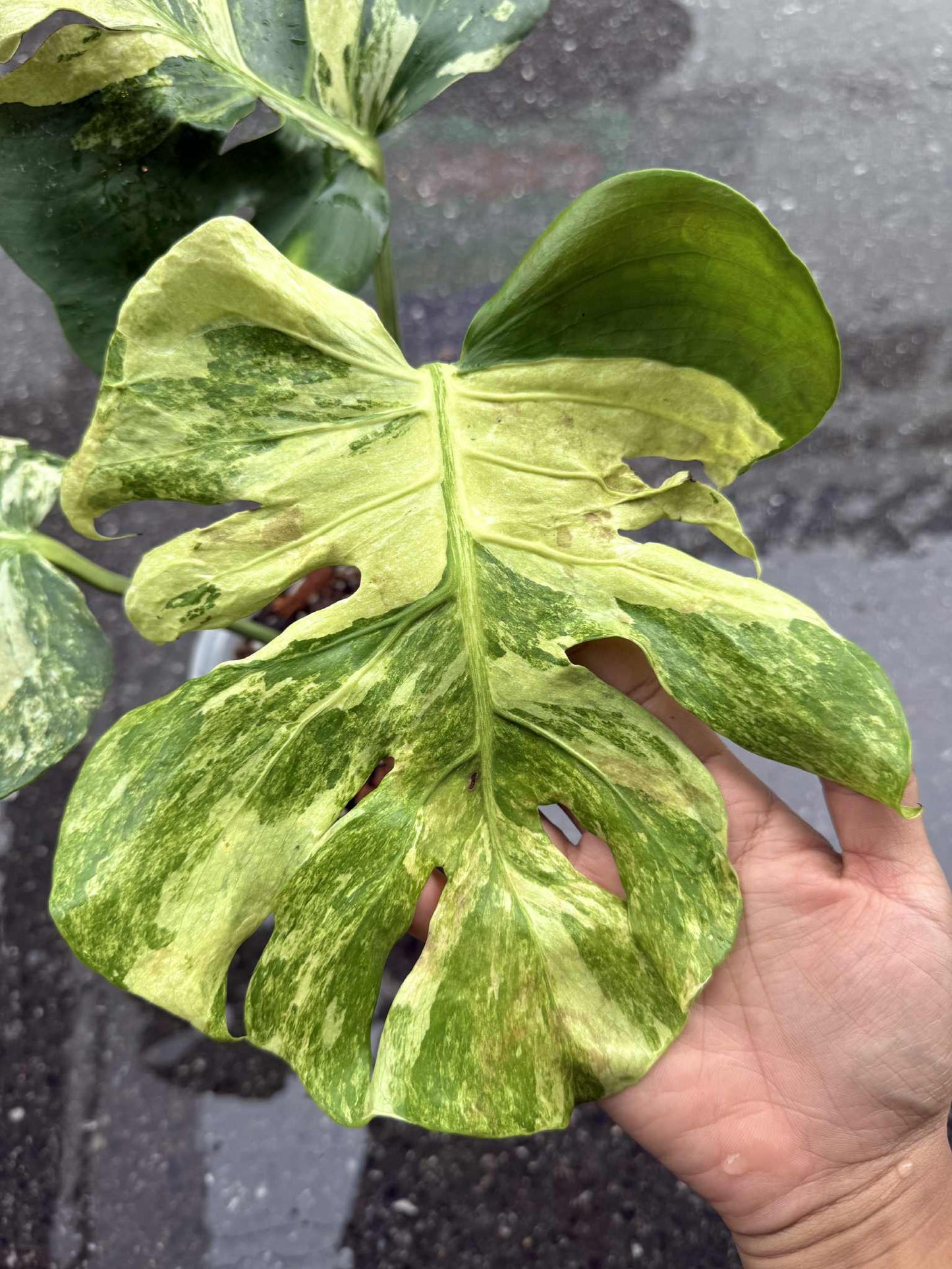 Monstera Deliciosa “Ocean Mint” Variegated – Actual Plant (Rare Collector’s Edition)