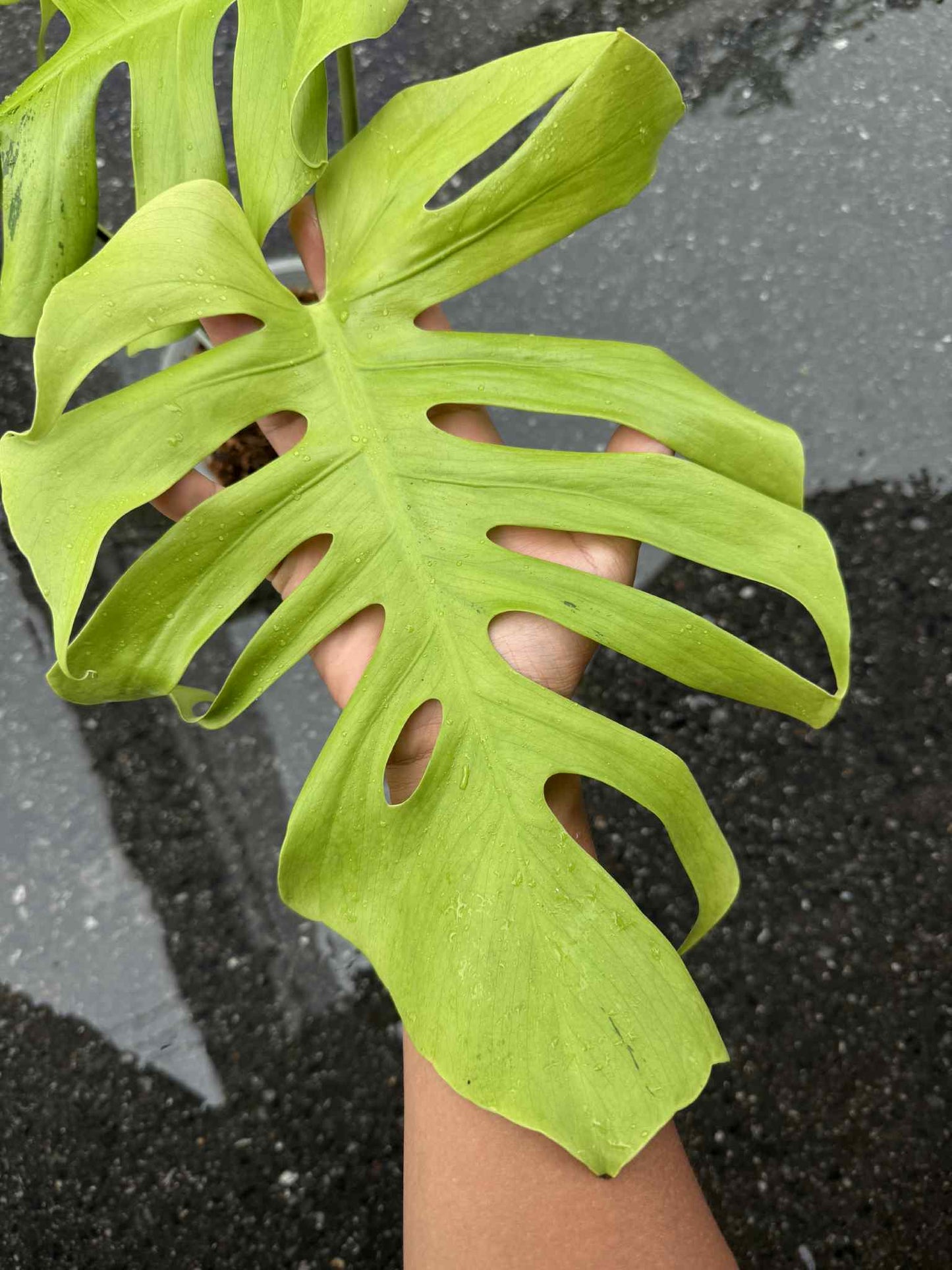 Monstera Deliciosa “Light Lime” Variegated – Actual Plant
