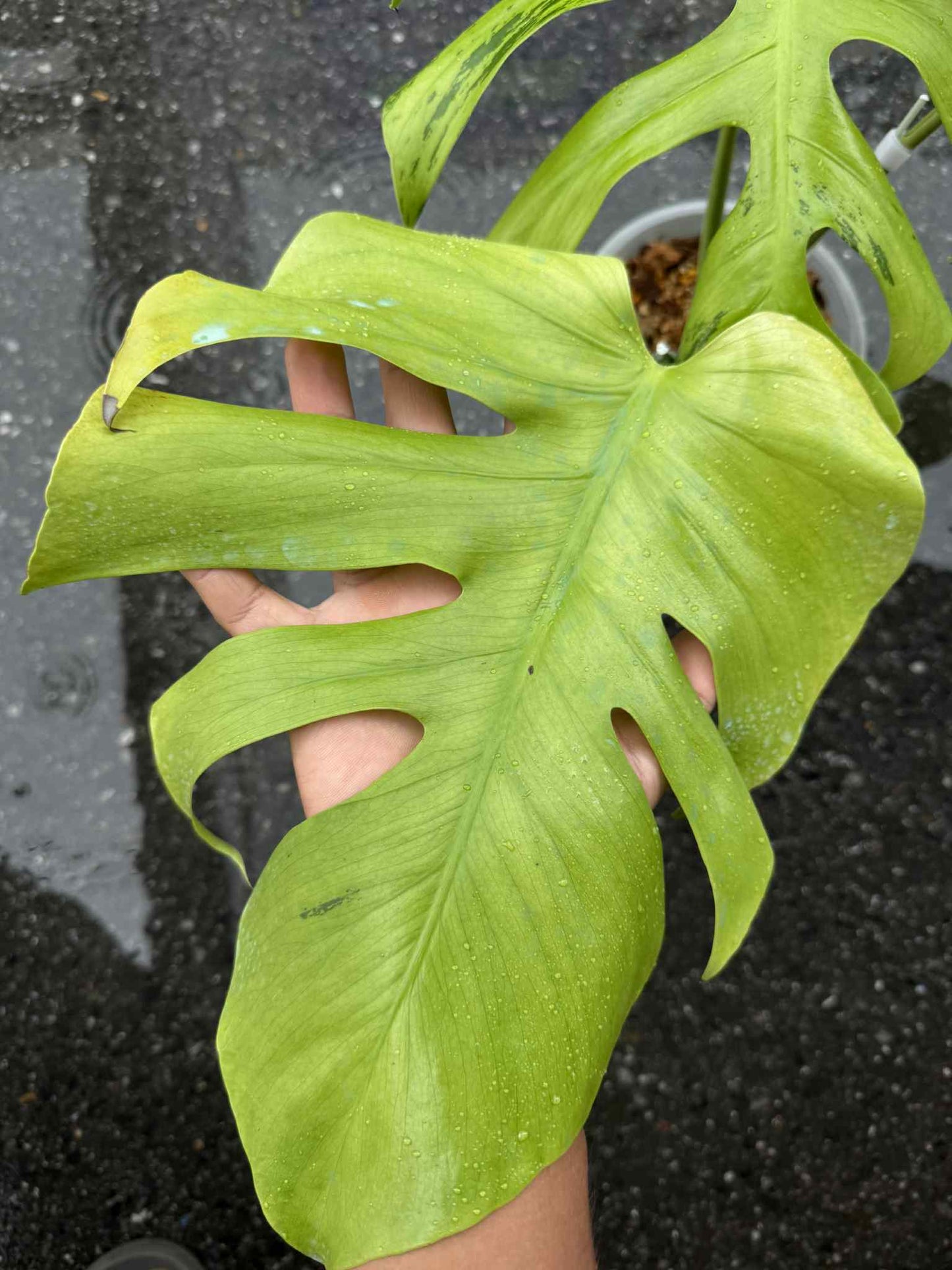Monstera Deliciosa “Light Lime” Variegated – Actual Plant