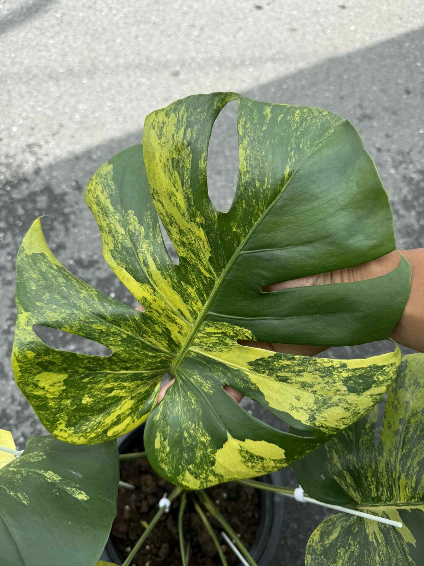 Monstera Deliciosa “Yellow” Variegated NOID – Actual Plant (Rare Collector’s Edition)