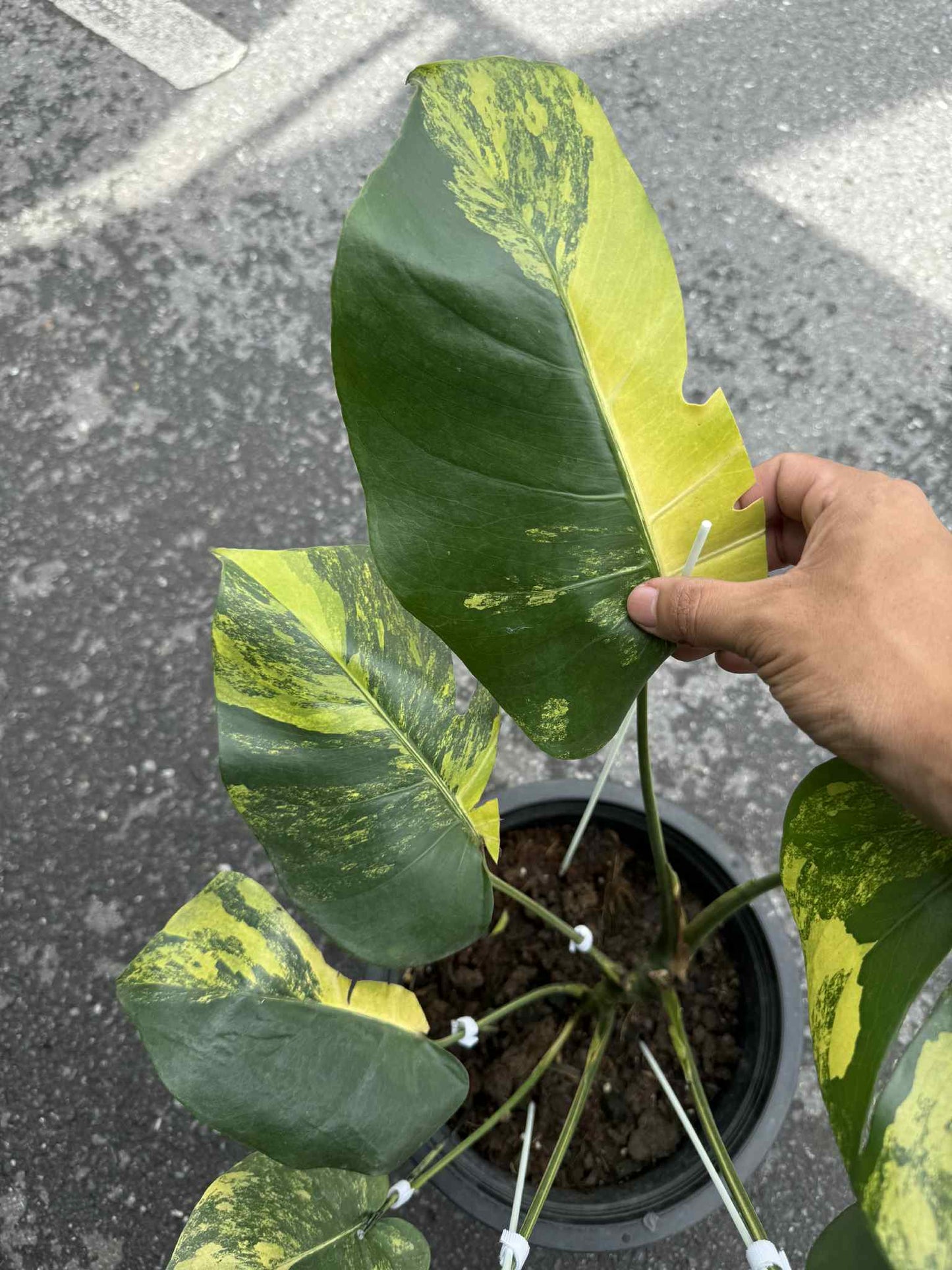Monstera Deliciosa “Yellow” Variegated NOID – Actual Plant (Rare Collector’s Edition)