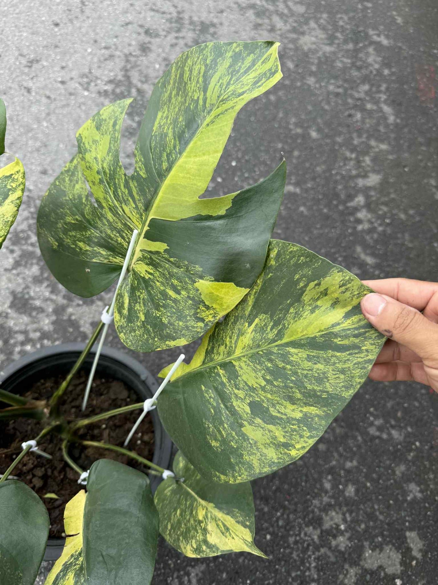 Monstera Deliciosa “Yellow” Variegated NOID – Actual Plant (Rare Collector’s Edition)