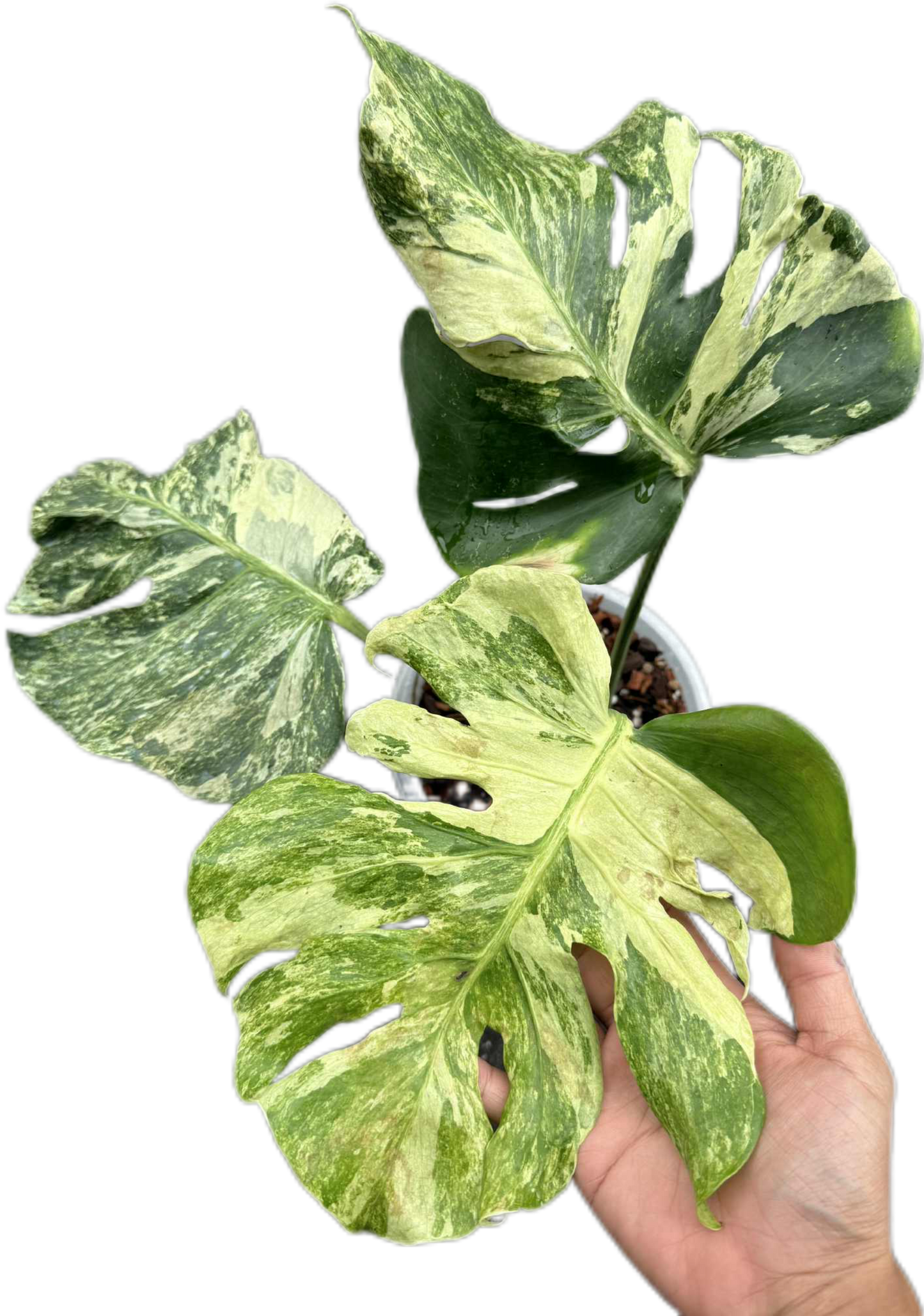 Monstera Deliciosa “Ocean Mint” Variegated – Actual Plant (Rare Collector’s Edition)