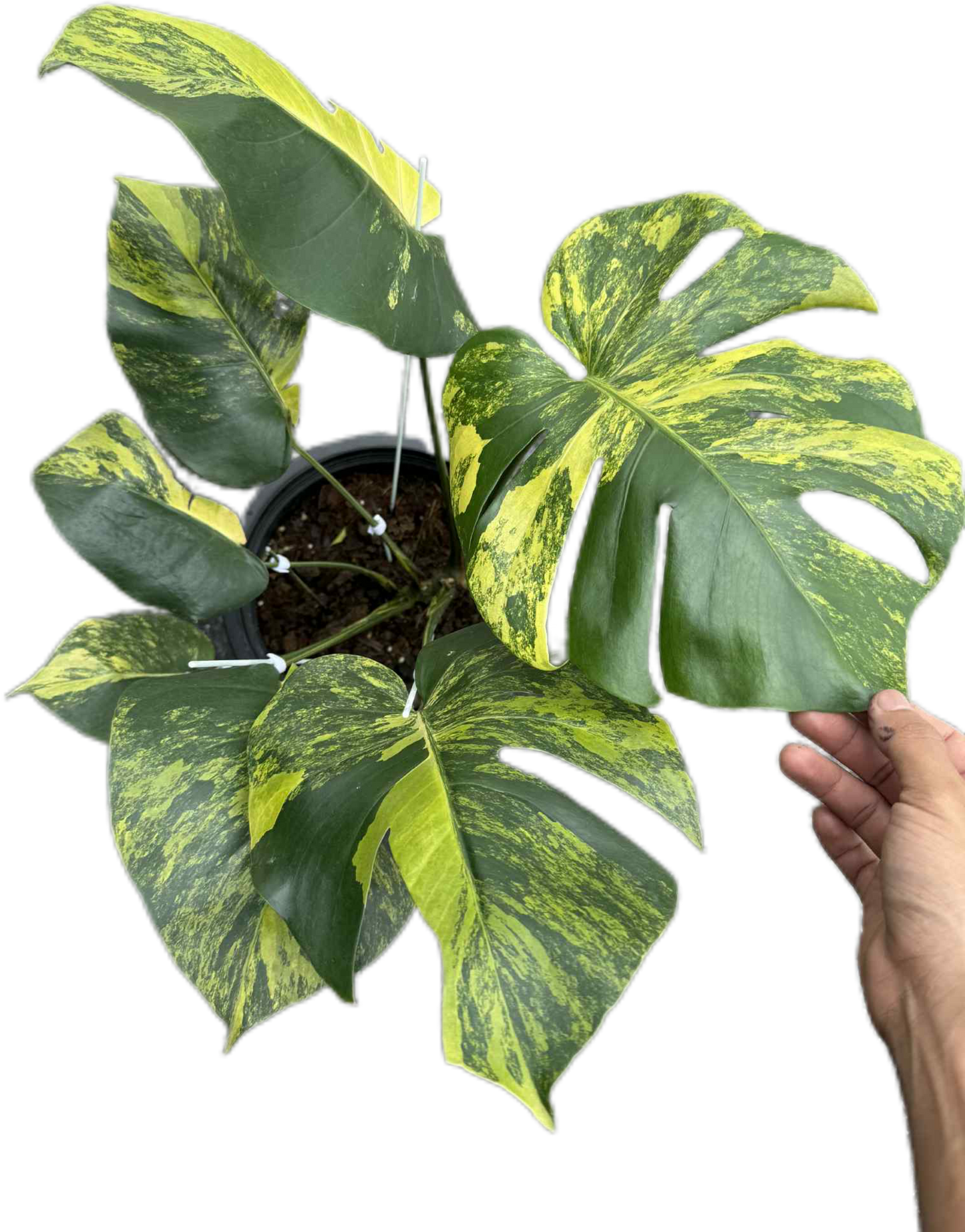 Monstera Deliciosa “Yellow” Variegated NOID – Actual Plant (Rare Collector’s Edition)